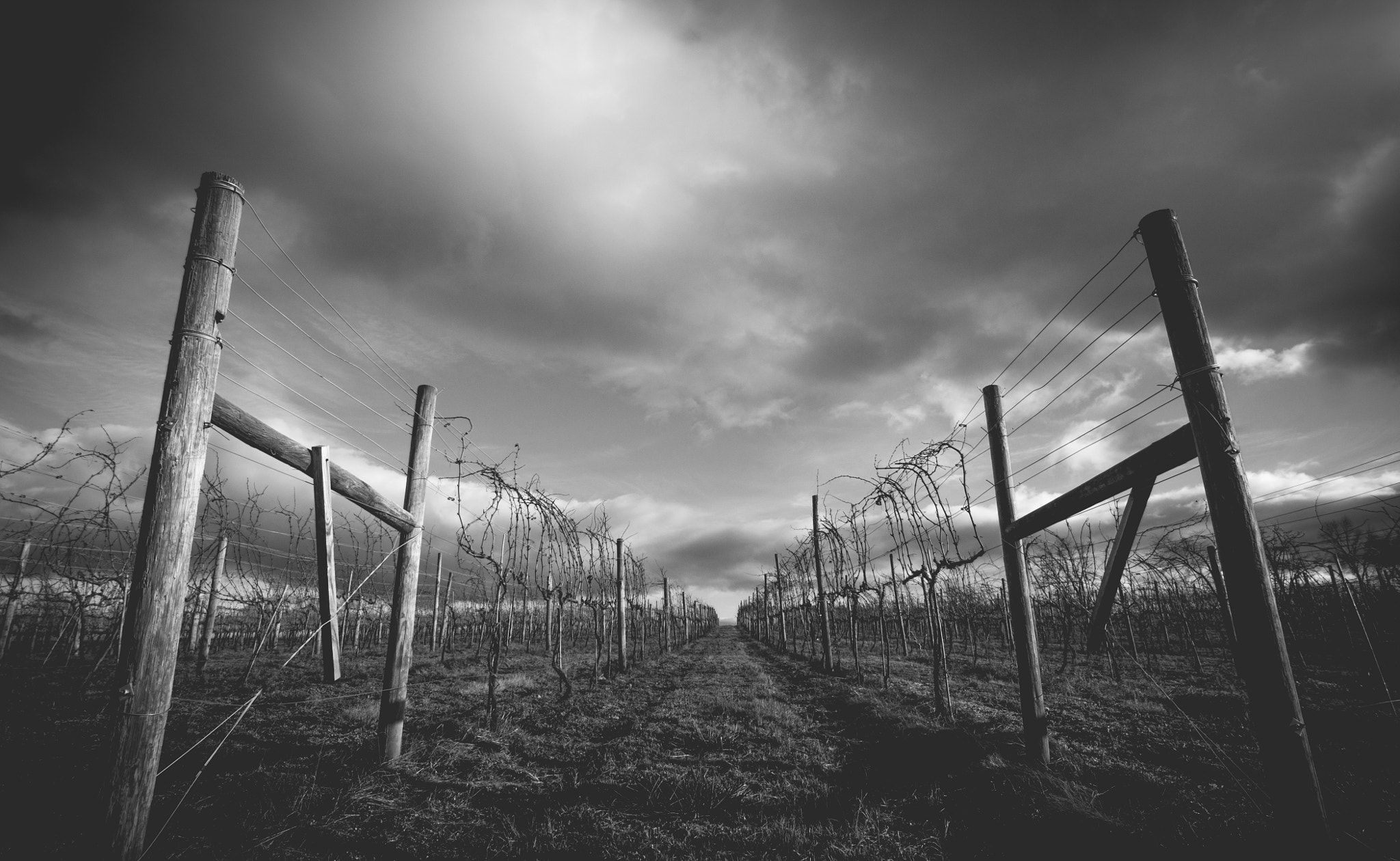 Canon EOS 1100D (EOS Rebel T3 / EOS Kiss X50) + Tokina AT-X Pro 11-16mm F2.8 DX sample photo. Moody day at the vineyard photography