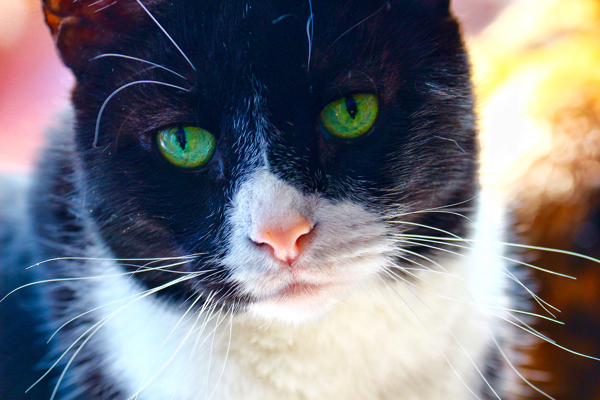 Canon EOS 650D (EOS Rebel T4i / EOS Kiss X6i) sample photo. My boy photography
