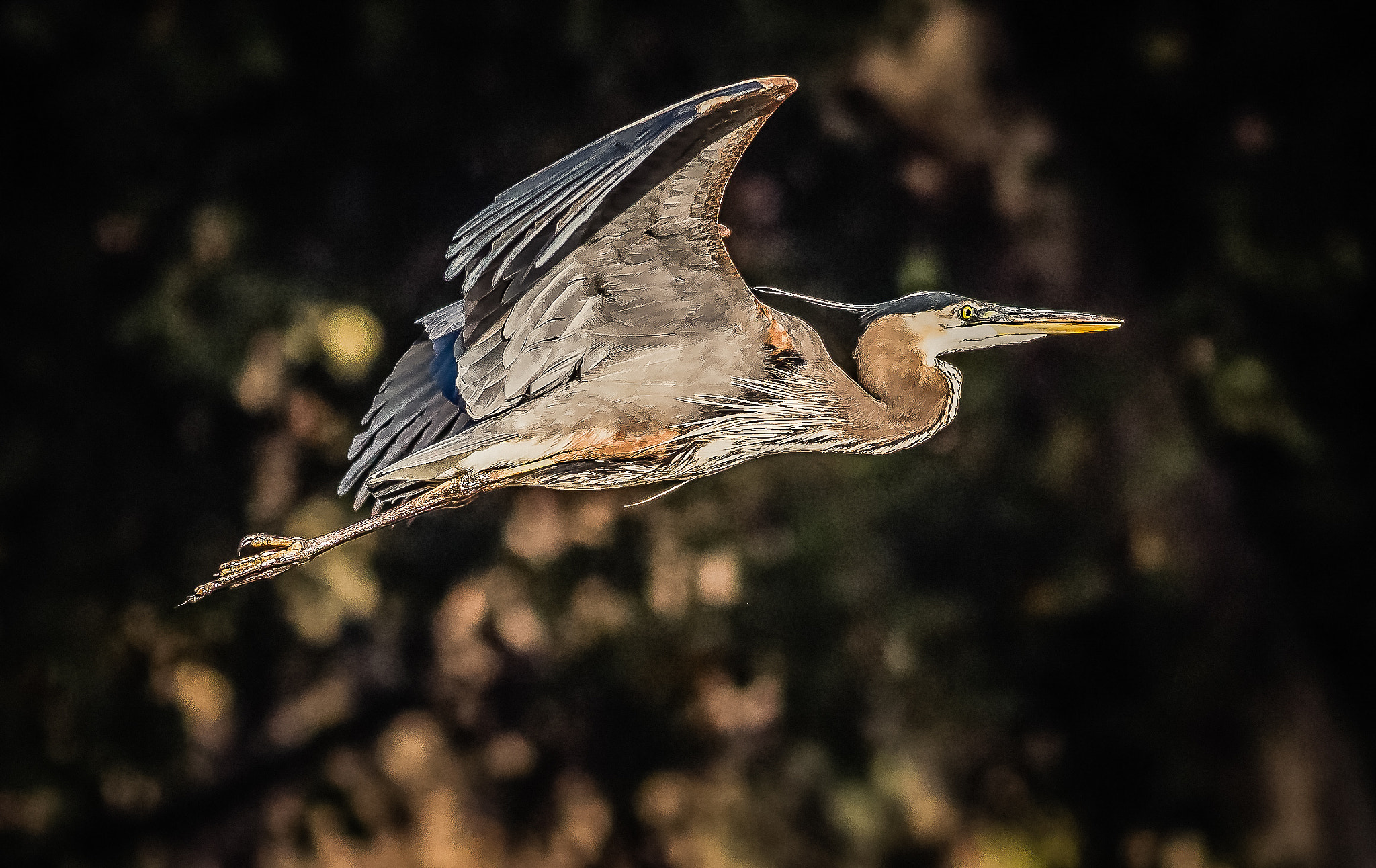 Canon EOS-1D Mark IV + Canon EF 400mm F5.6L USM sample photo. Gbh photography
