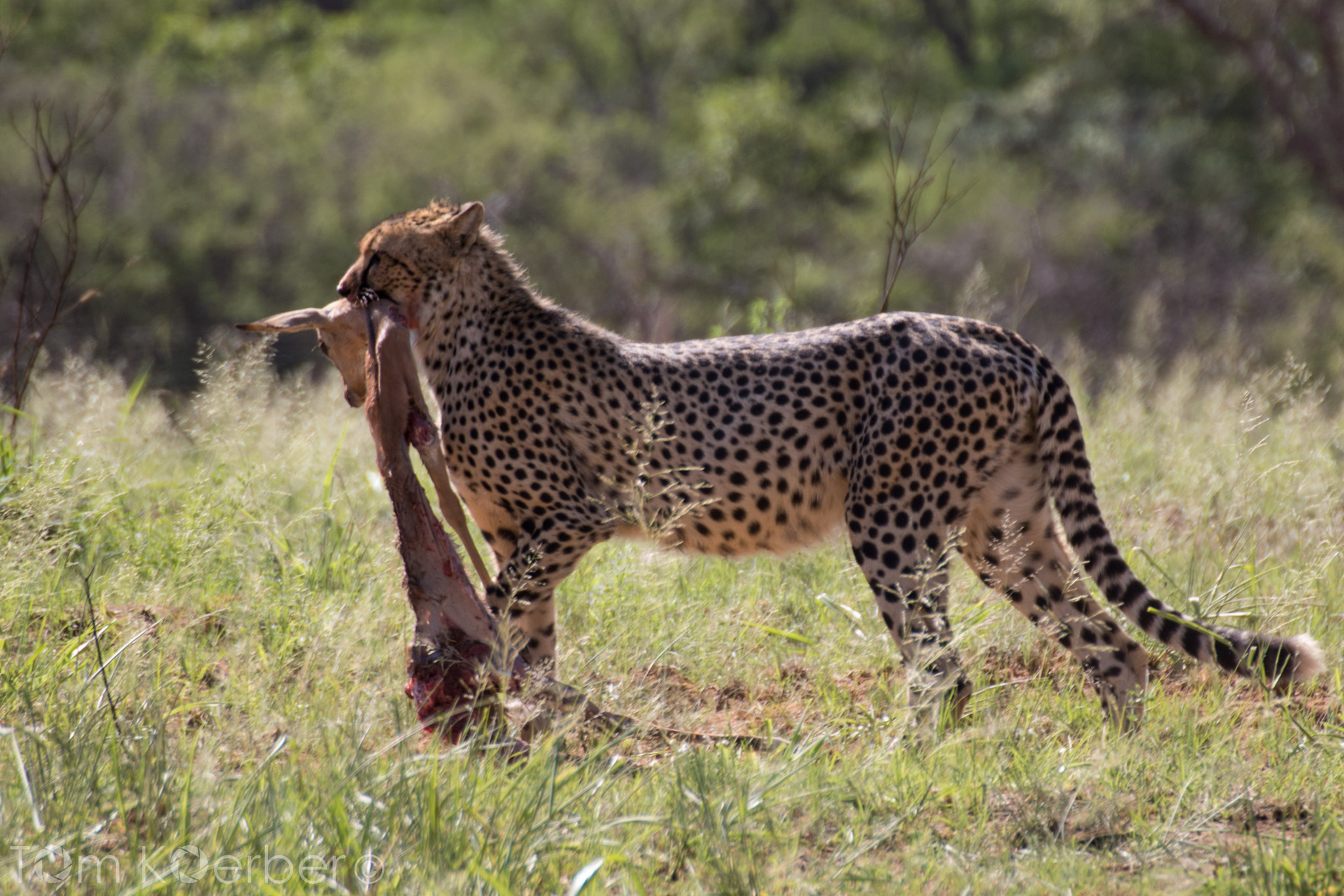 Canon EOS 7D Mark II + Tamron SP 70-300mm F4-5.6 Di VC USD sample photo. The circle of life photography