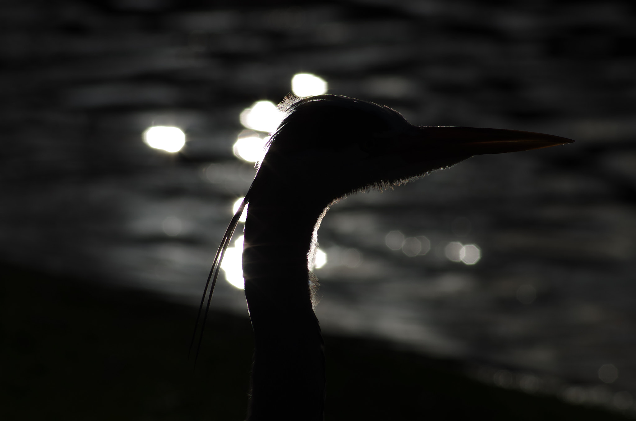 smc PENTAX-F 80-200mm F4.7-5.6 sample photo. Heron silhouette photography