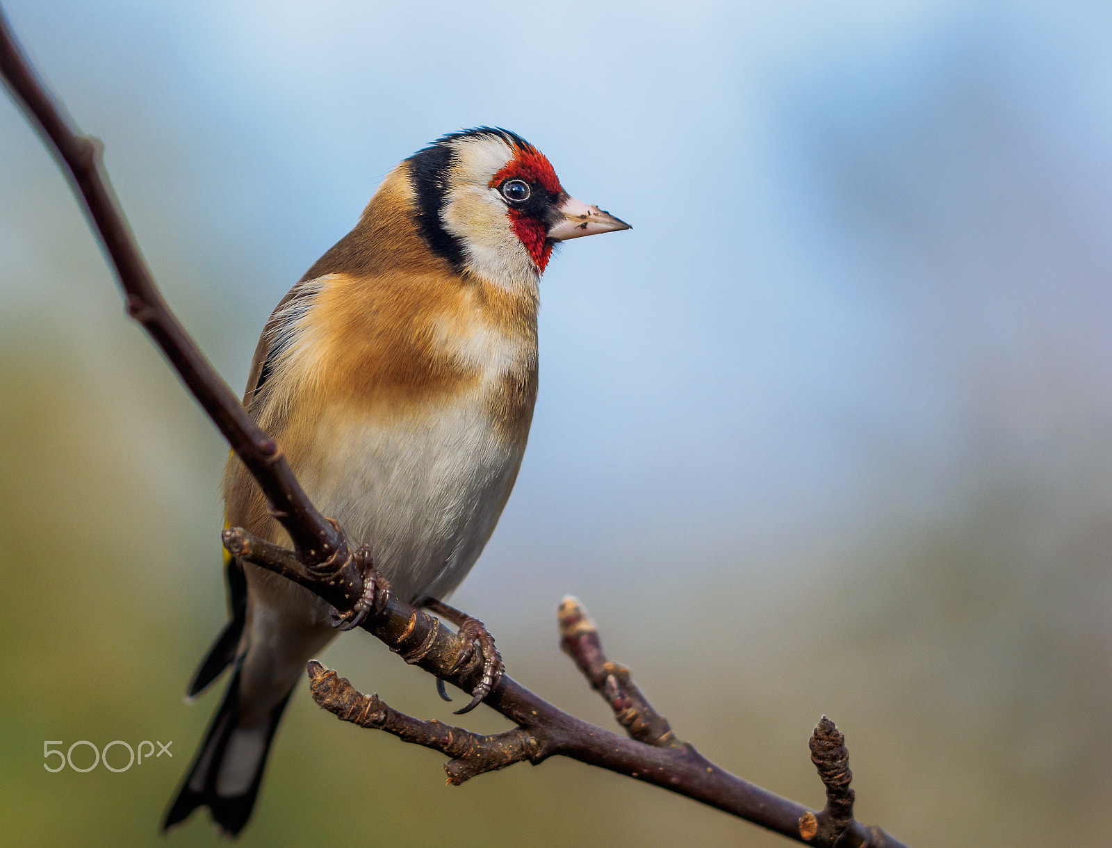 Olympus OM-D E-M1 + OLYMPUS 300mm Lens sample photo. Cheering up winter photography