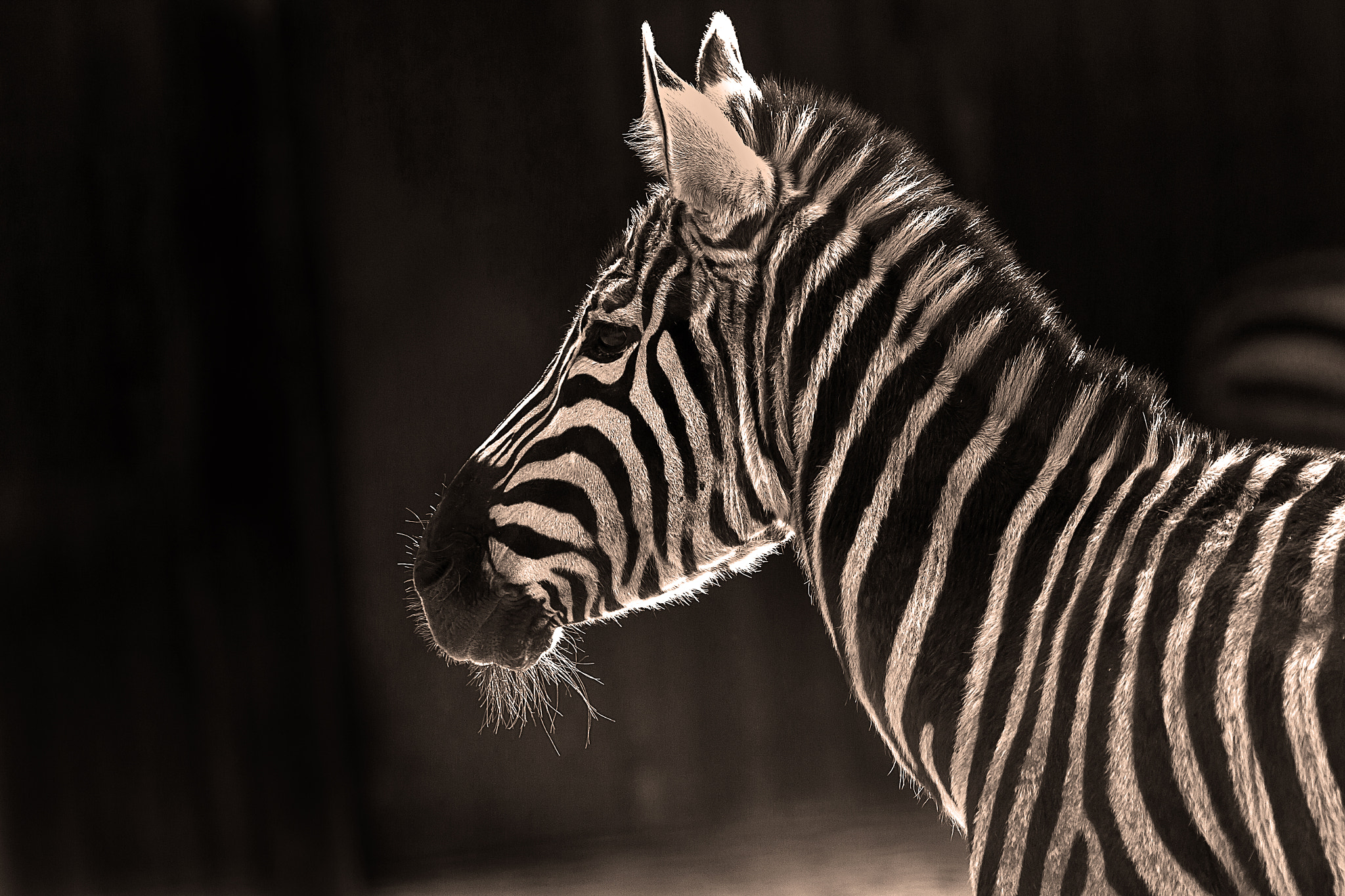 Canon EOS 7D + Canon EF 200mm F2.8L II USM sample photo. Stripes photography