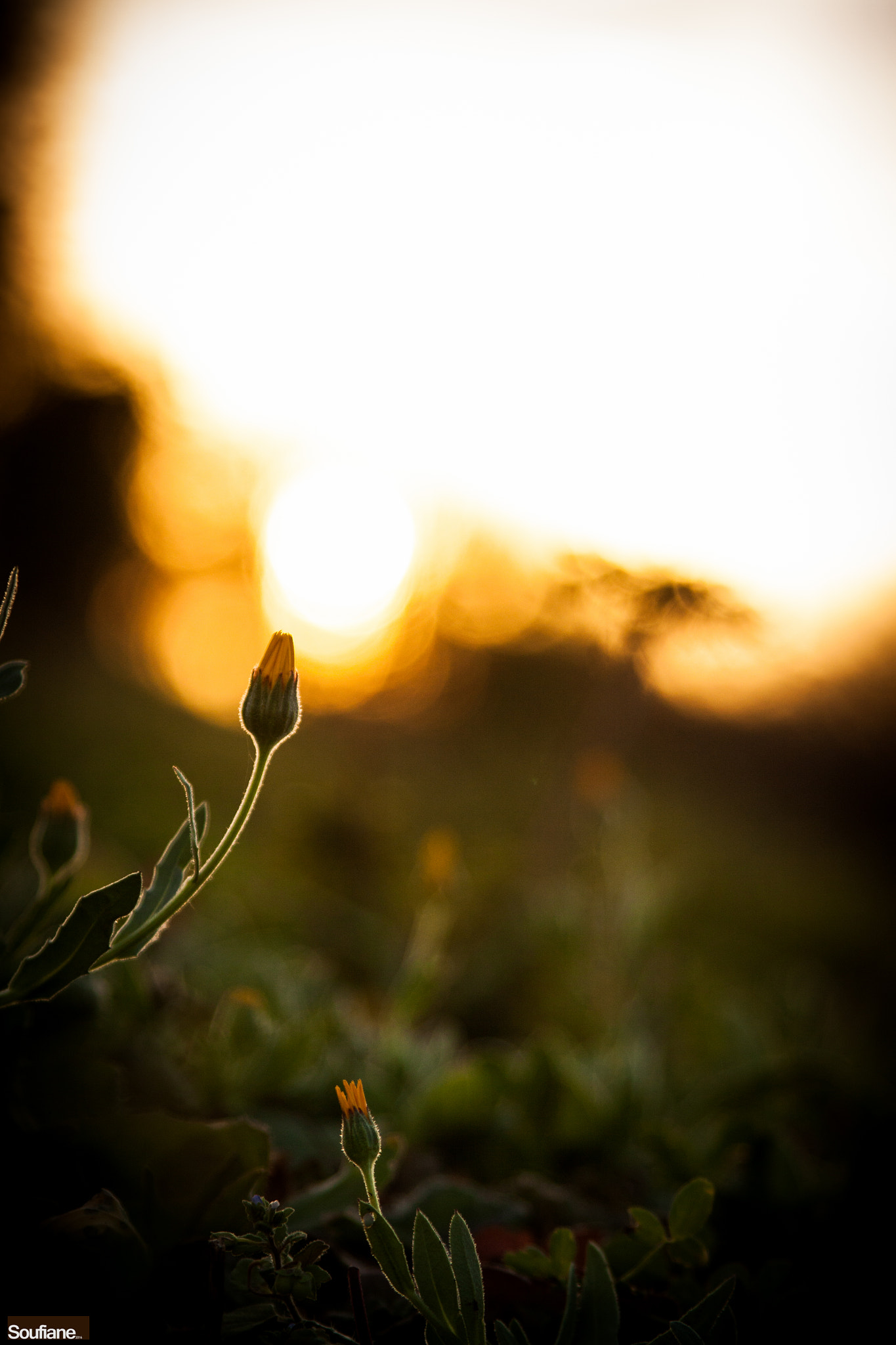 Canon EF 28-105mm f/3.5-4.5 USM sample photo. Meeting the winter's sun photography