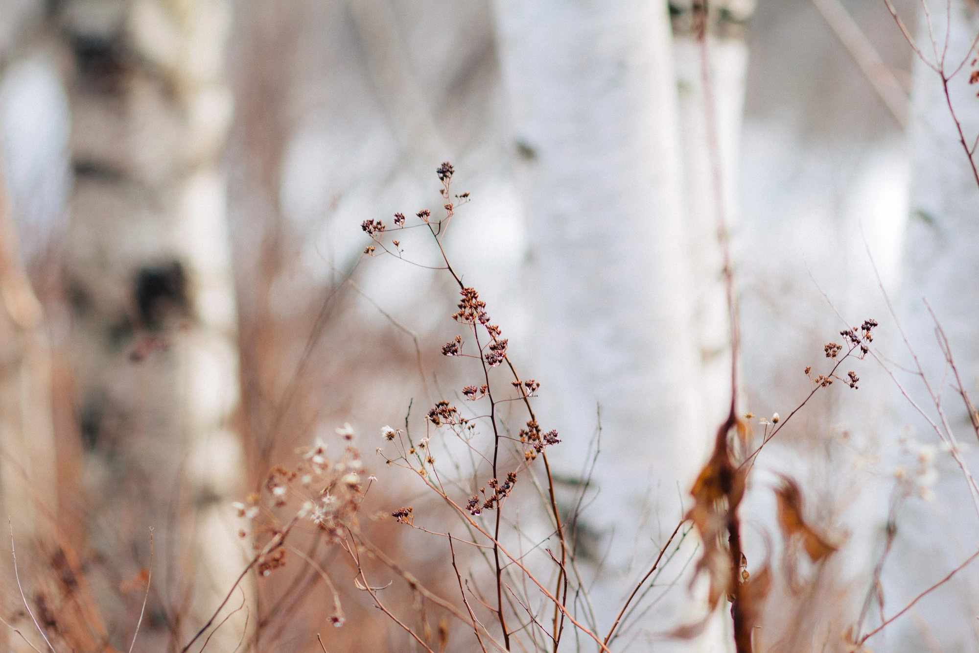 Canon EOS 100D (EOS Rebel SL1 / EOS Kiss X7) sample photo. Unseen beauty photography