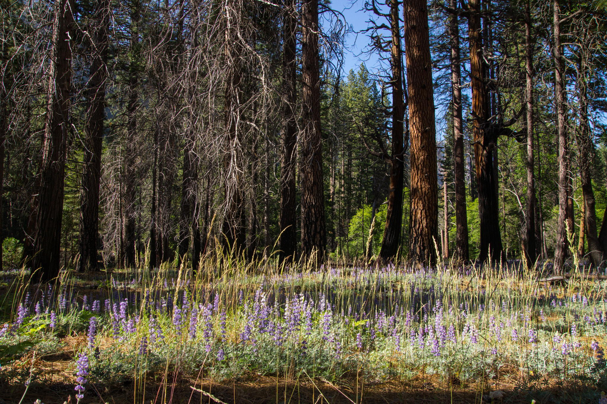 Sony SLT-A65 (SLT-A65V) sample photo. Yosemite forest photography
