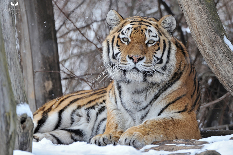 Nikon D3S sample photo. Just watching you... photography