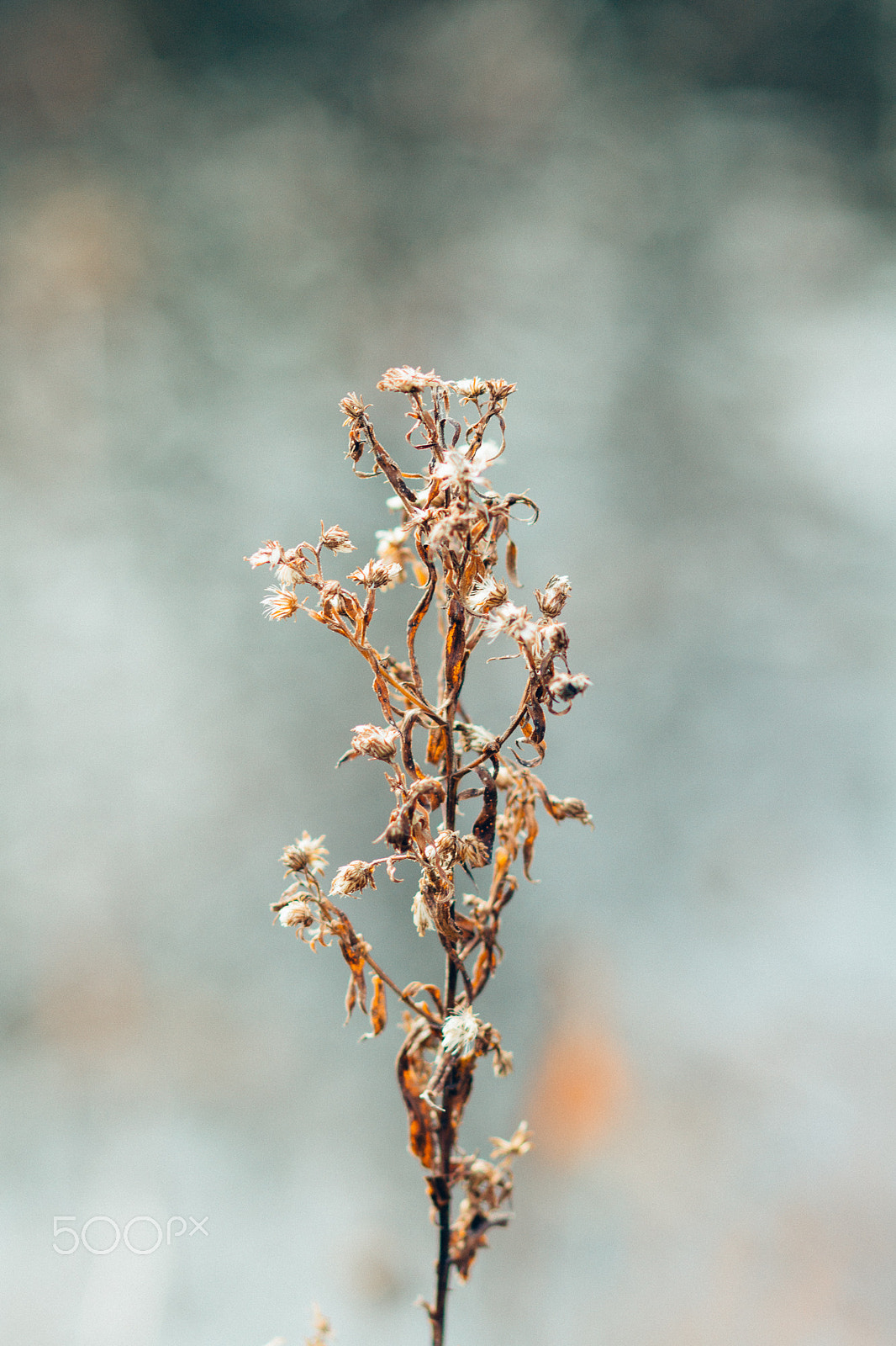 Canon EOS 100D (EOS Rebel SL1 / EOS Kiss X7) sample photo. Former glory photography
