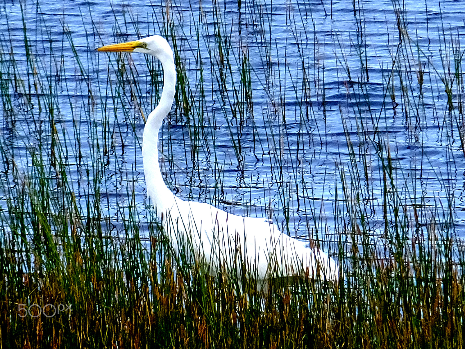 Fujifilm FinePix F850EXR sample photo. Great egret photography