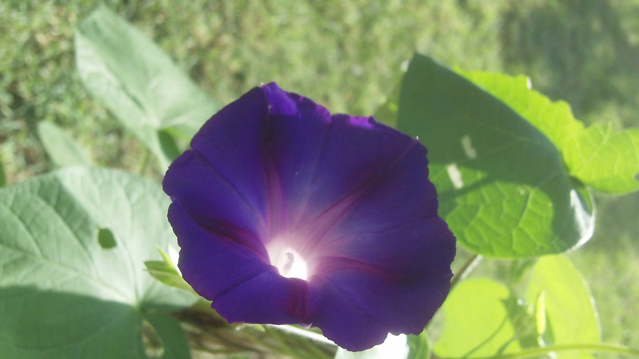 Kodak ZI8 POCKET VIDEO CAMERA sample photo. Purple-morning-glory.jpg photography