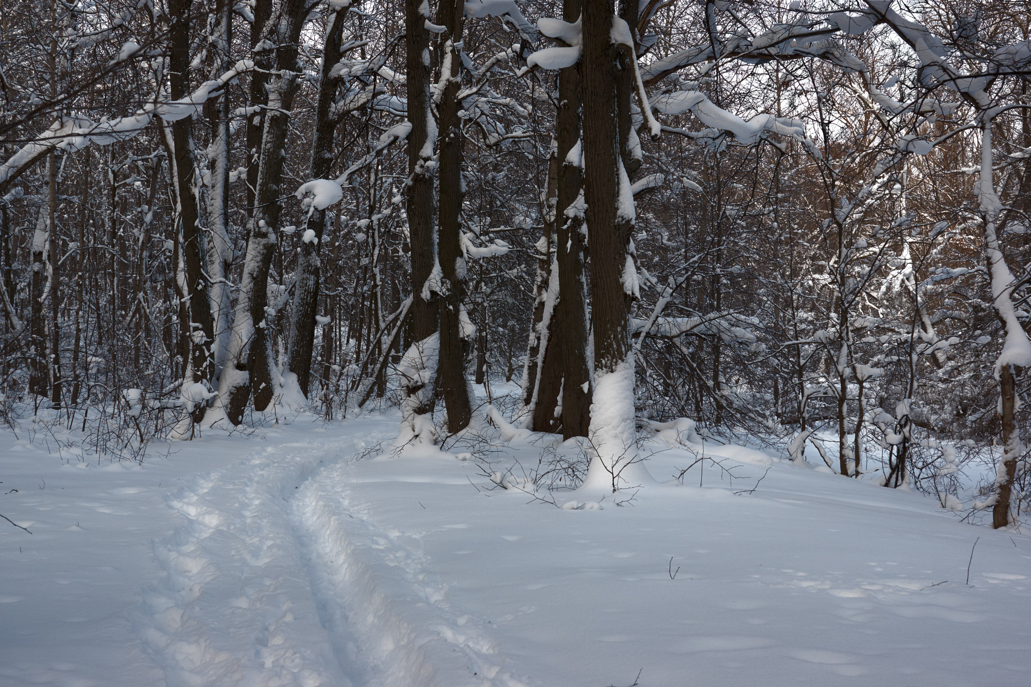 Sony SLT-A77 + 35mm F1.4 sample photo. Зима в Русском лесу... photography