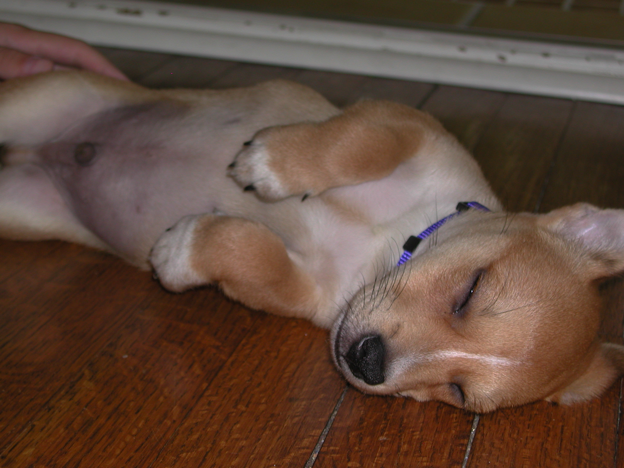 Nikon E880 sample photo. Sleeping-puppy.jpg photography