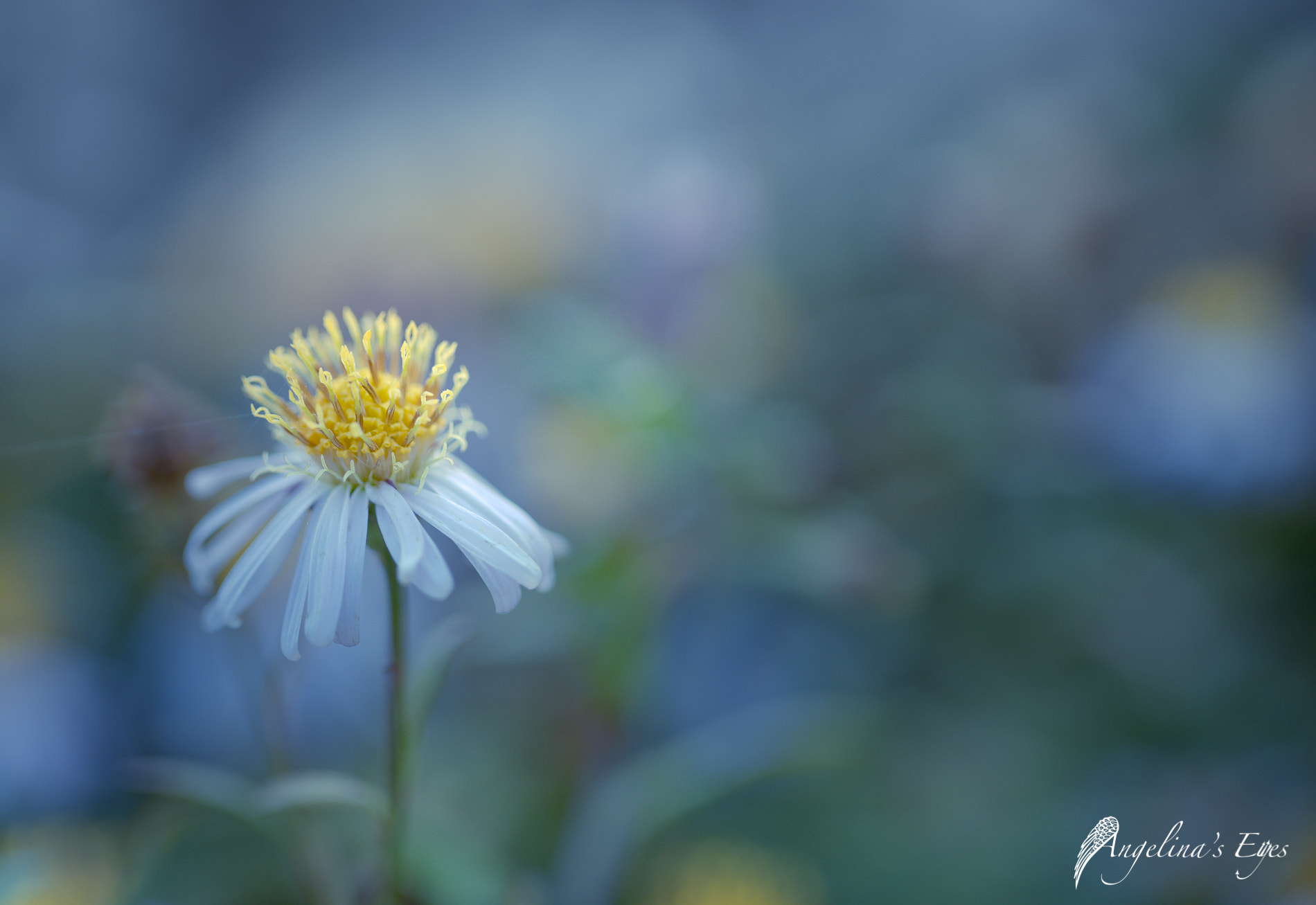 Sony a7 II + Canon EF 100mm F2.8L Macro IS USM sample photo. The queen photography