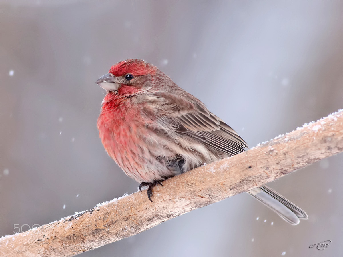 Canon EOS 40D + Canon EF 400mm F5.6L USM sample photo. House finch photography