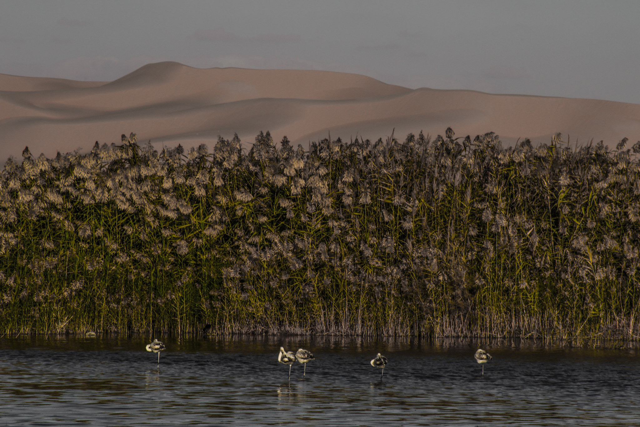 Canon EF 80-200mm F4.5-5.6 II sample photo. Flamingoooo in the sahara photography