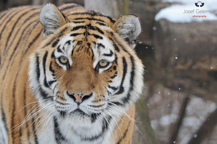 Nikon D3S sample photo. Siberian look photography