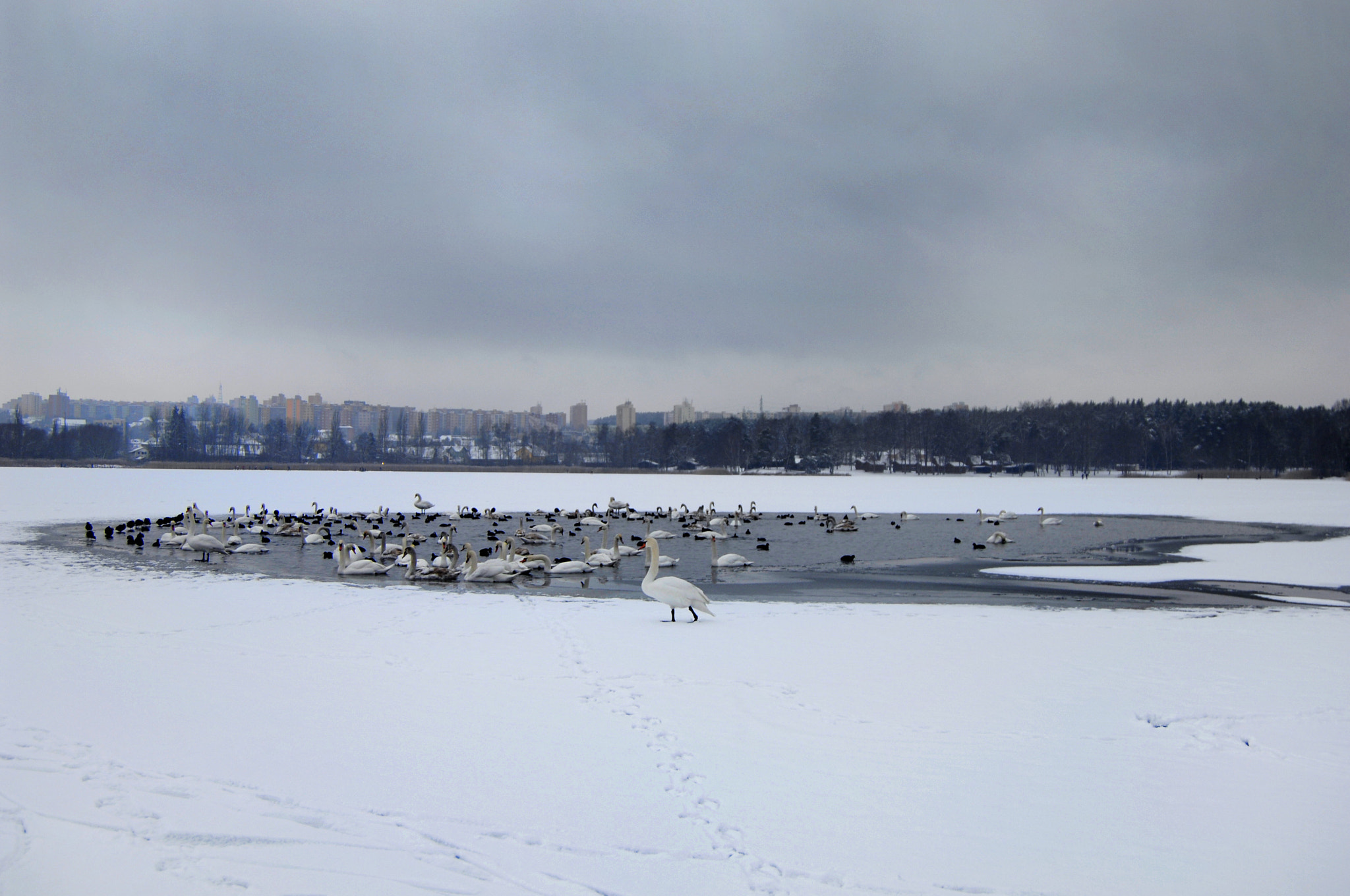 Nikon D2X + AF-S Zoom-Nikkor 24-85mm f/3.5-4.5G IF-ED sample photo. Swans and the others birds photography