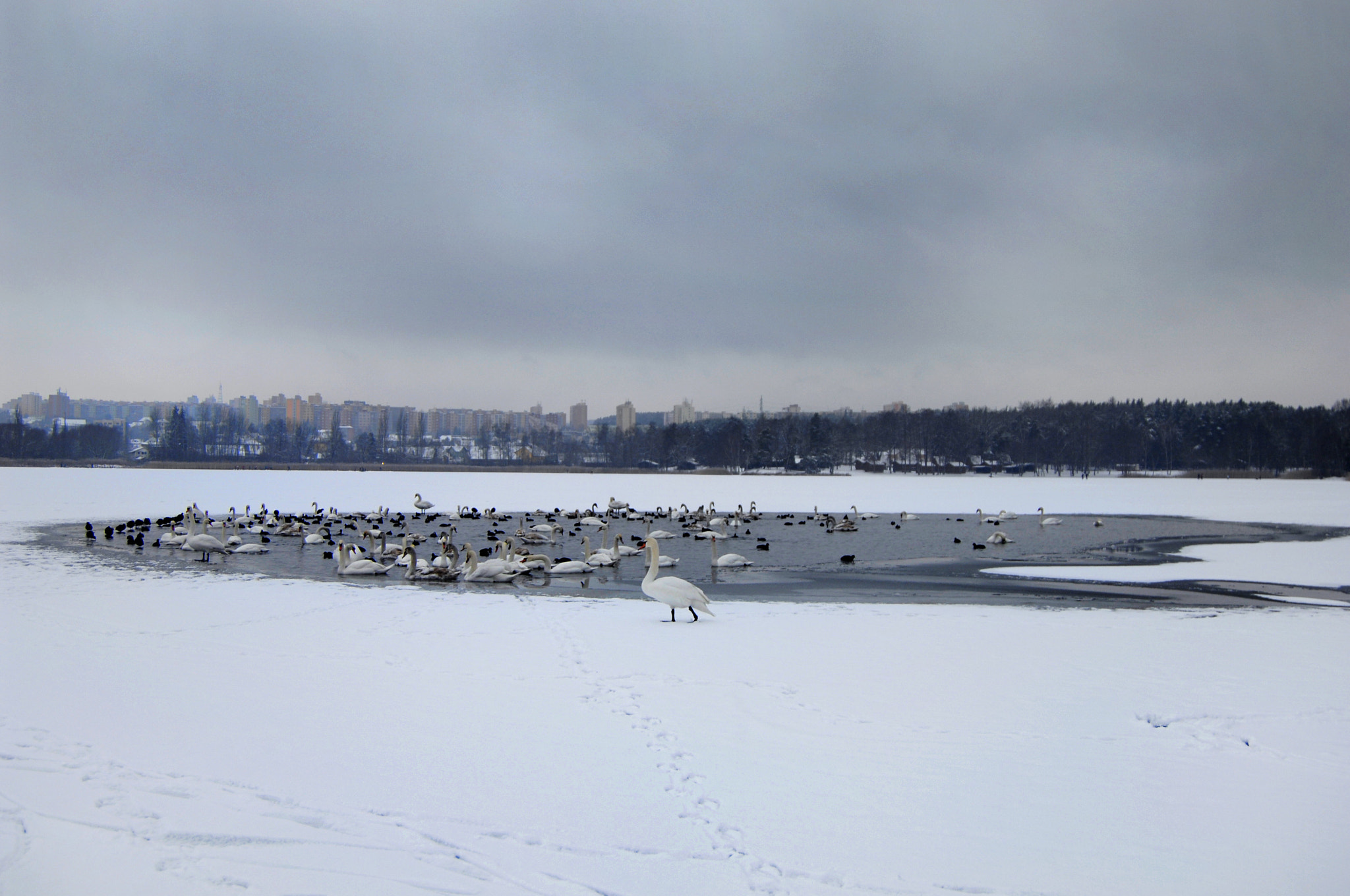 Nikon D2X sample photo. Swans and the others birds photography