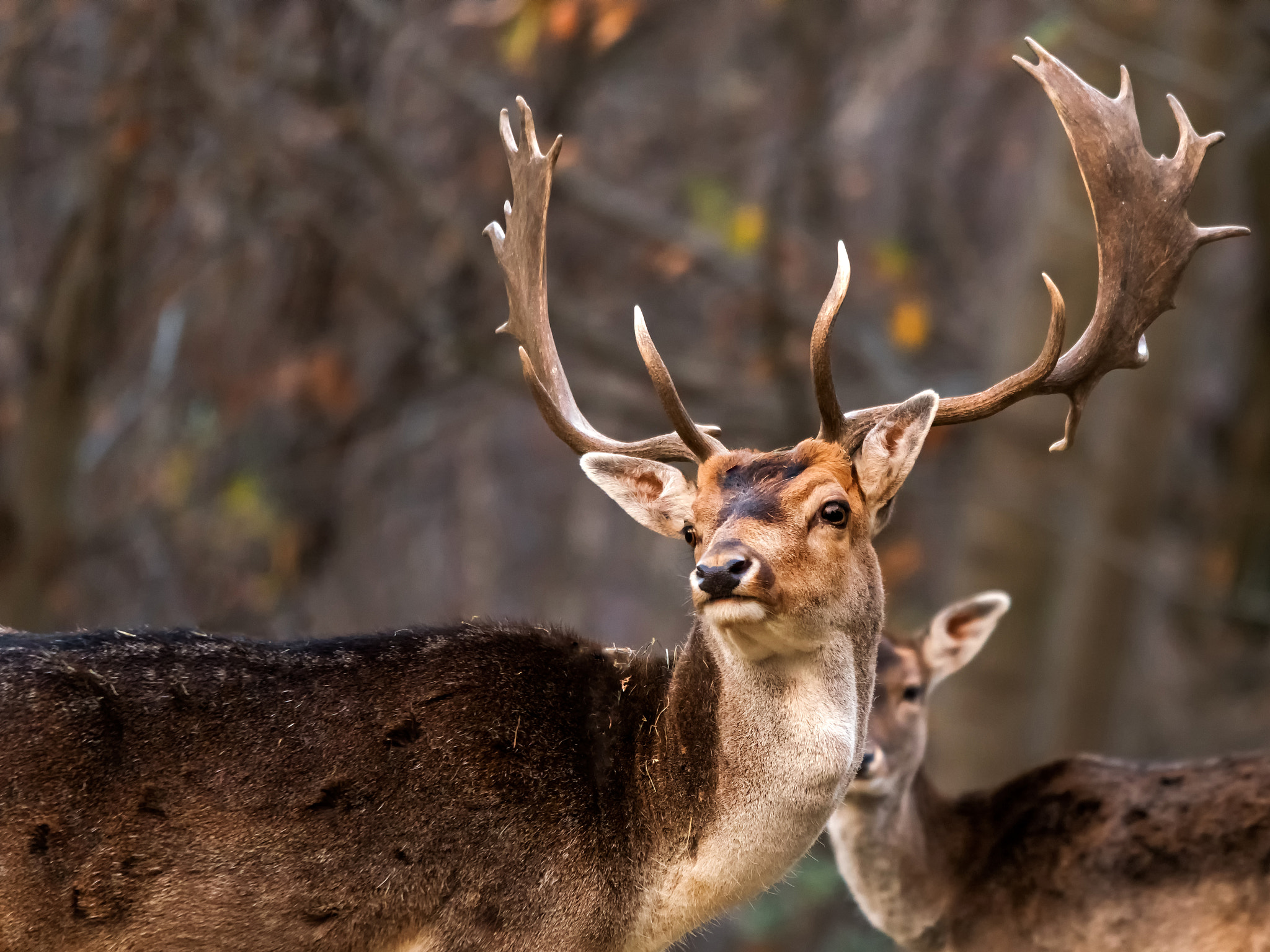 Sigma 120-400mm F4.5-5.6 DG OS HSM sample photo. Deers photography