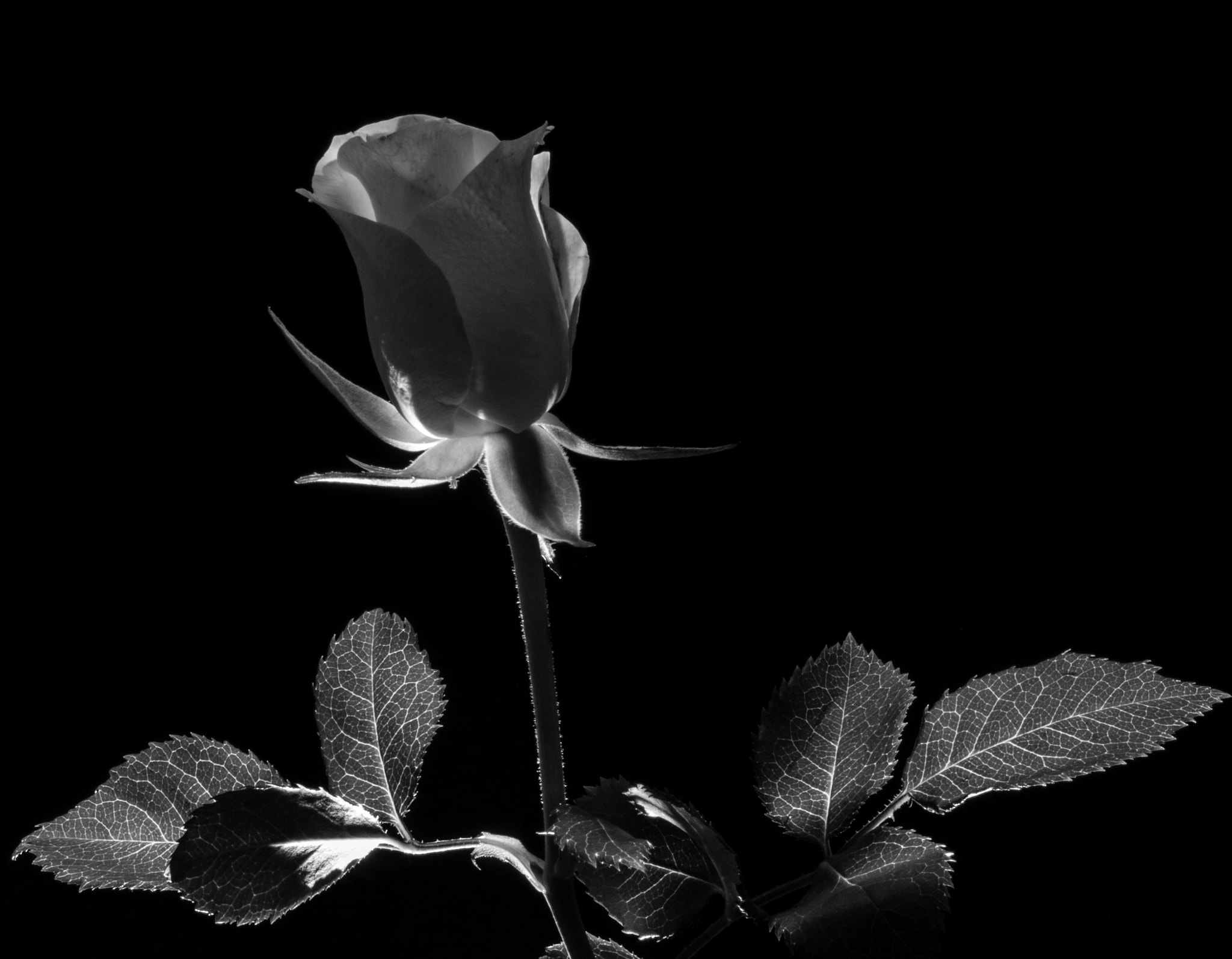 Canon EF 28-70mm f/3.5-4.5 sample photo. £ photography