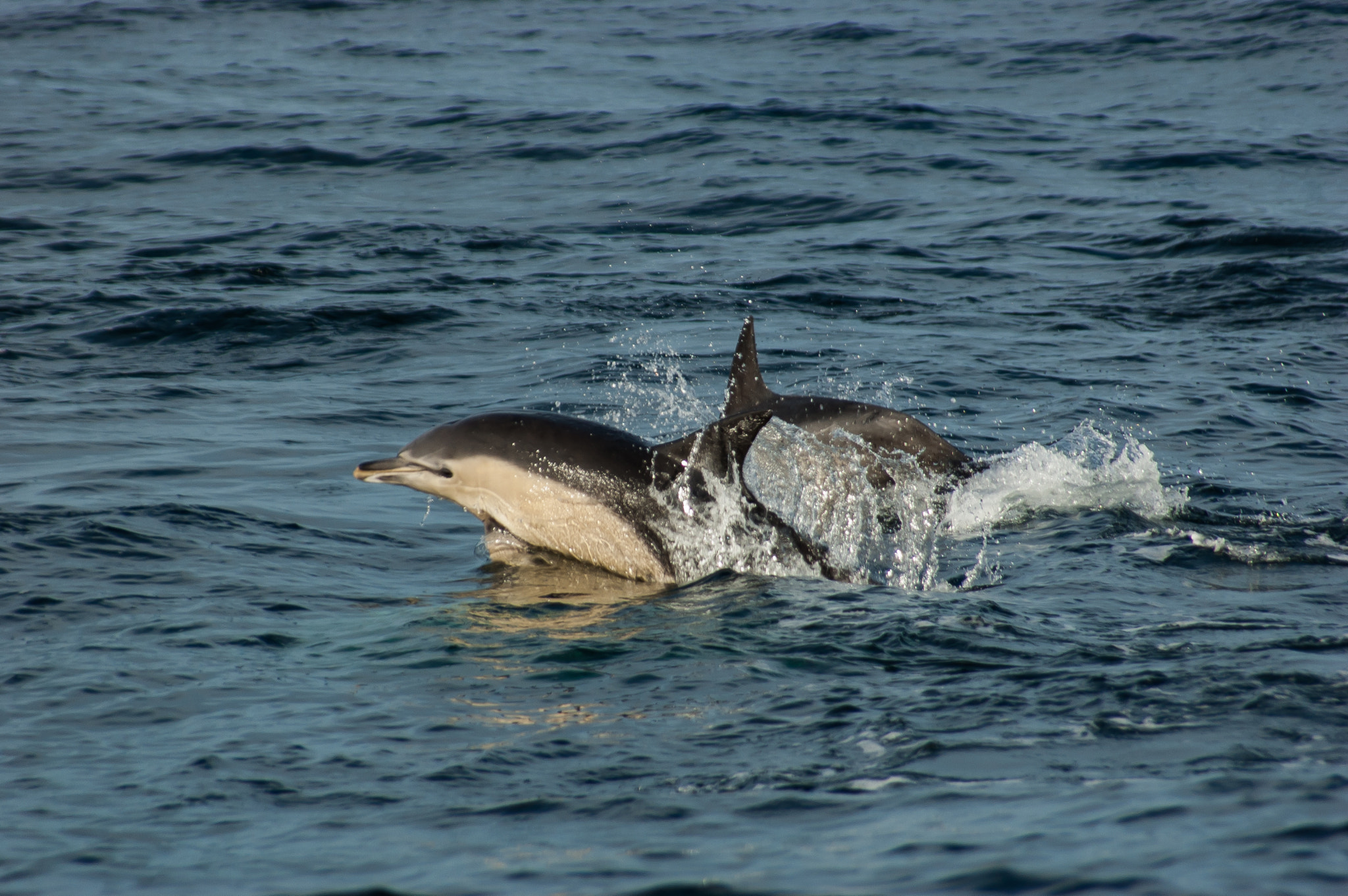 Nikon D50 sample photo. Dolphins! photography