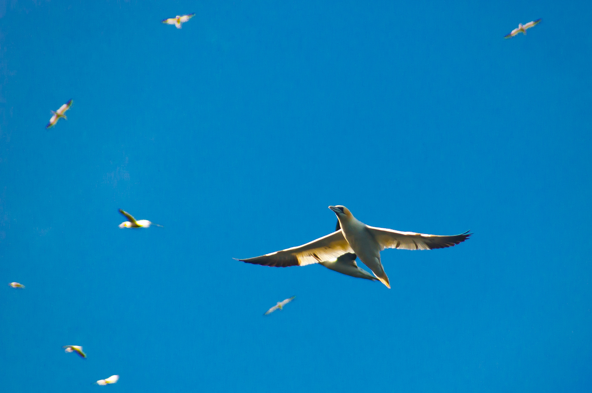 Nikon D50 sample photo. Flight of gannets photography