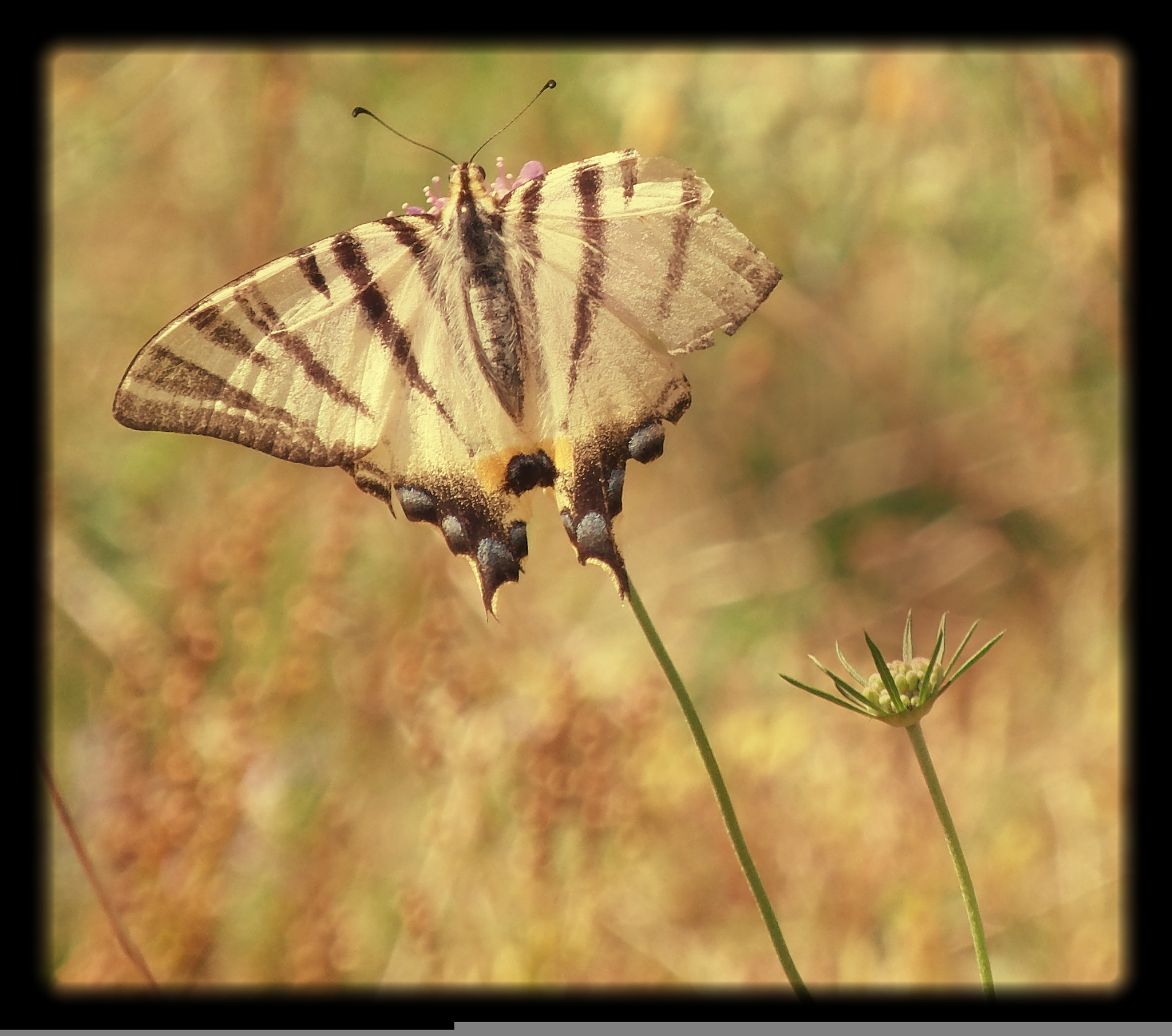 Olympus SP-720UZ sample photo. Butterfly photography