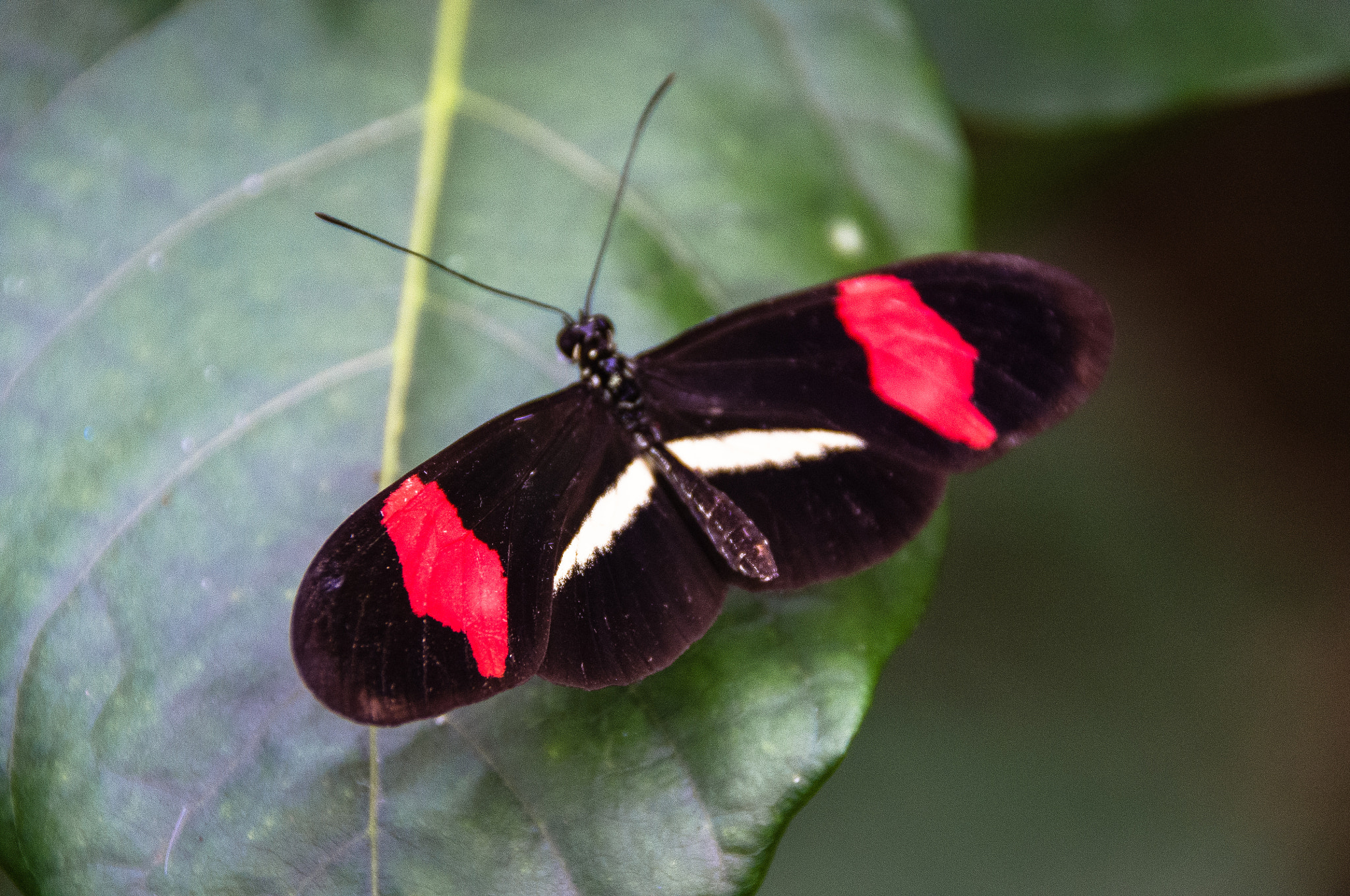 Pentax K-r sample photo. Mariposa alegre photography
