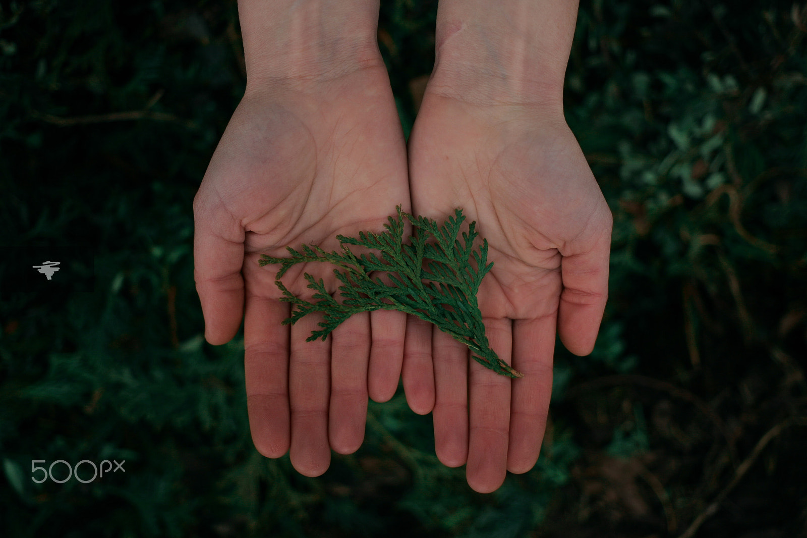 Canon EOS-1D Mark II sample photo. Hands of nature photography