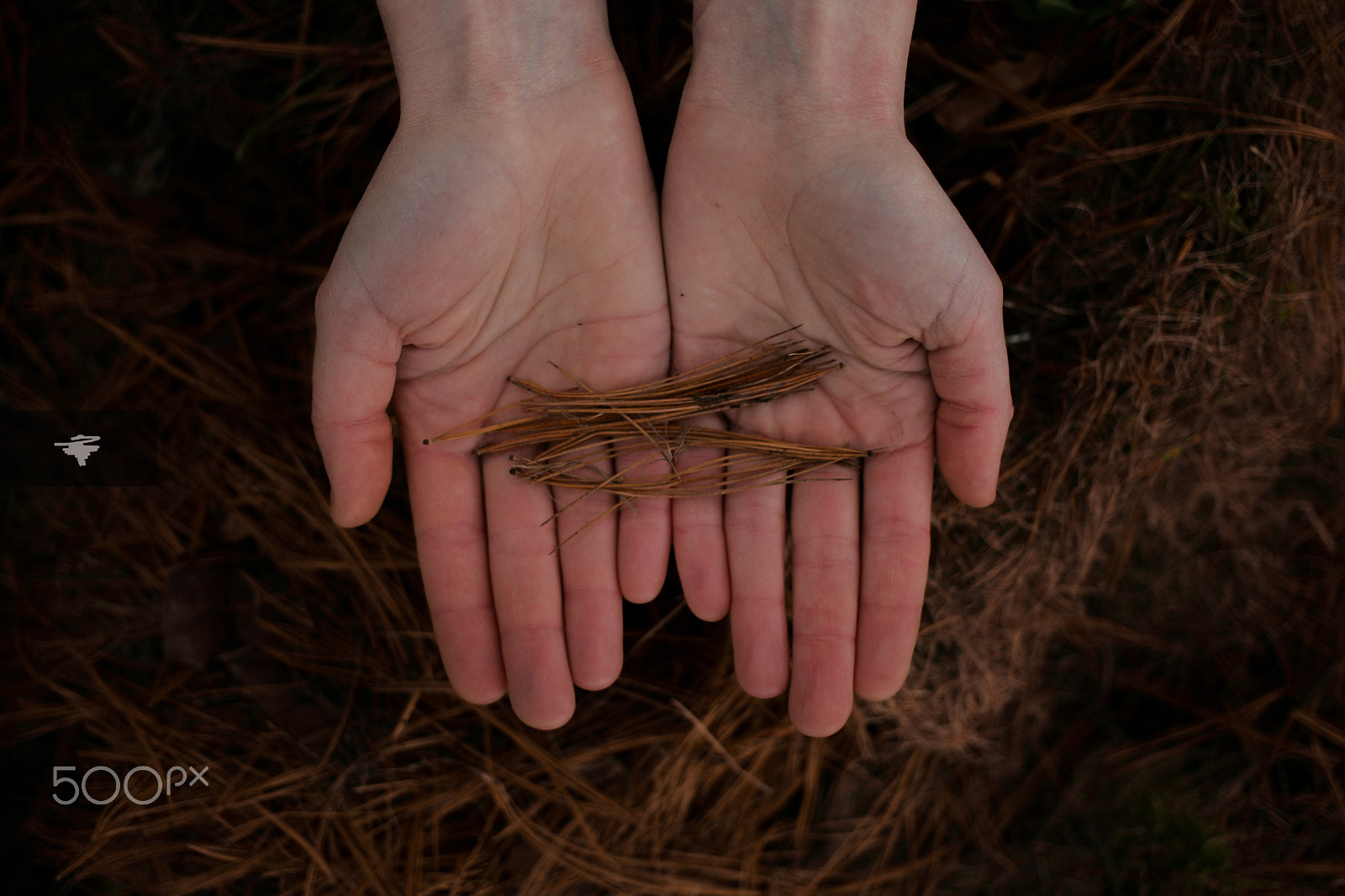Canon EOS-1D Mark II sample photo. Ht6e7294-2.jpg photography