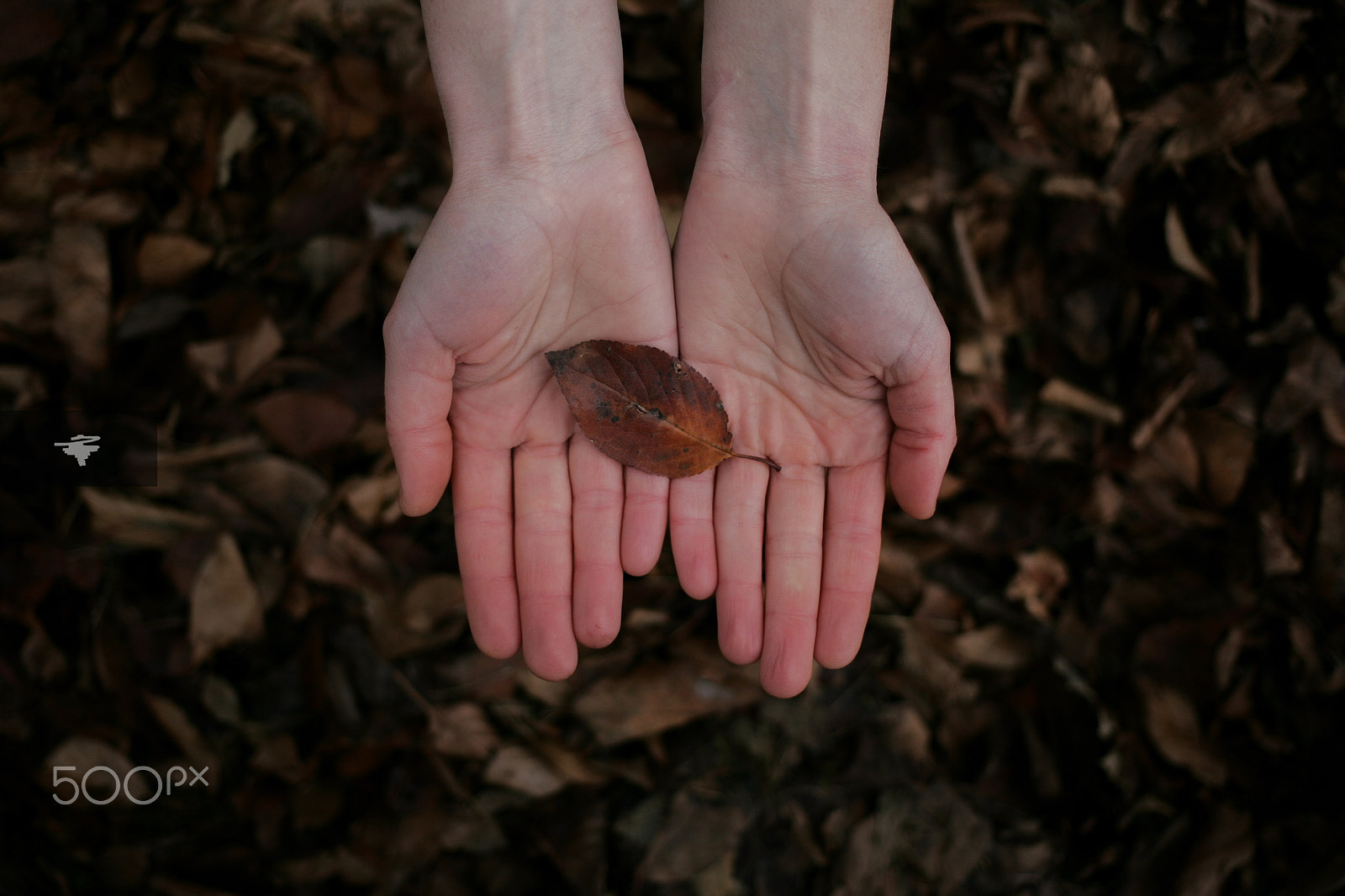Canon EOS-1D Mark II sample photo. Ht6e7317-2.jpg photography