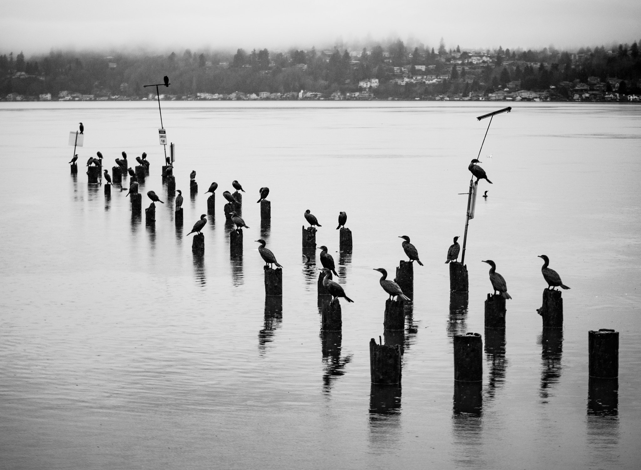 Panasonic Lumix G X Vario 35-100mm F2.8 OIS sample photo. Cormorants photography