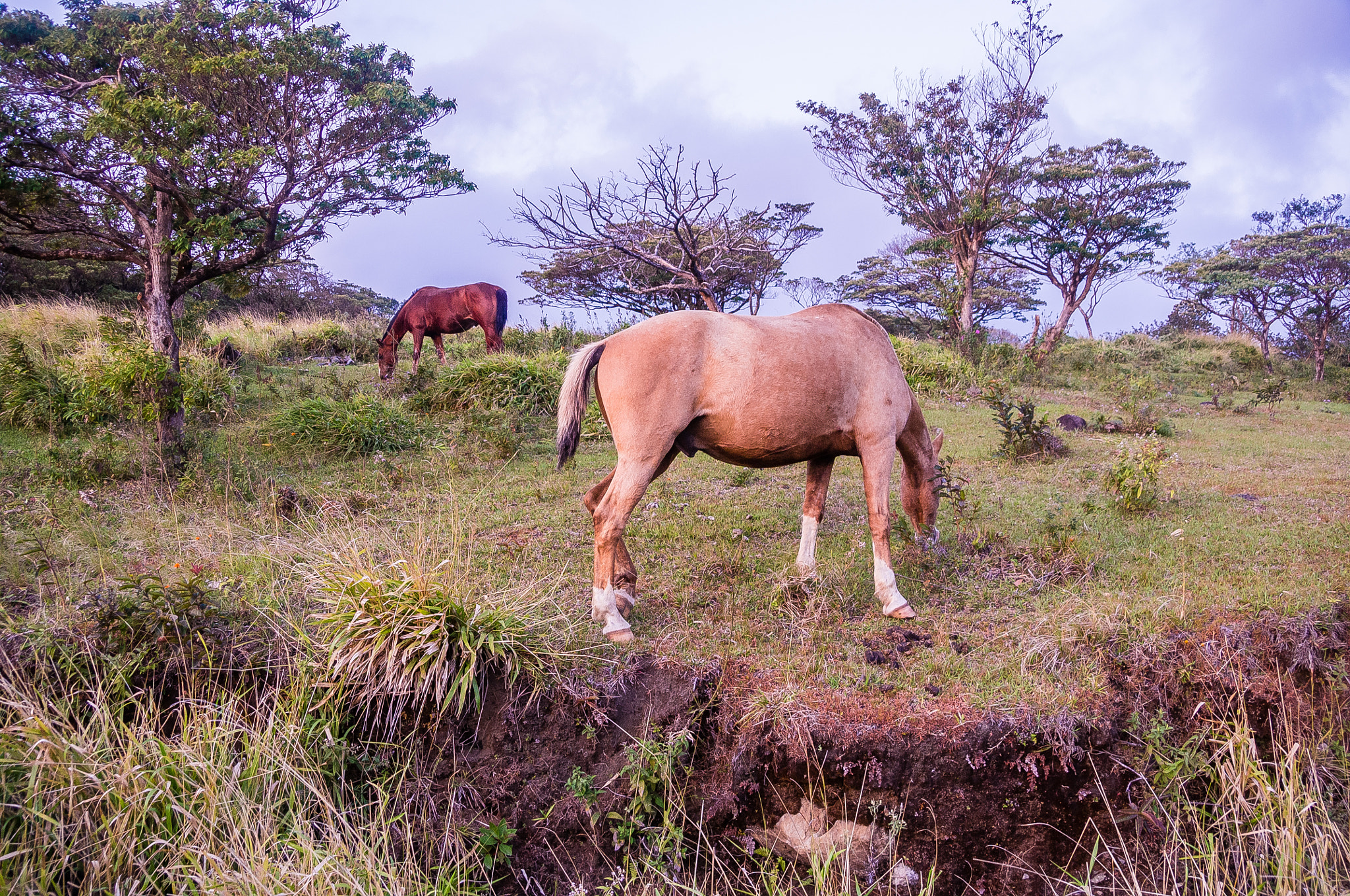 Pentax K-r sample photo. Pastando en monteverde photography