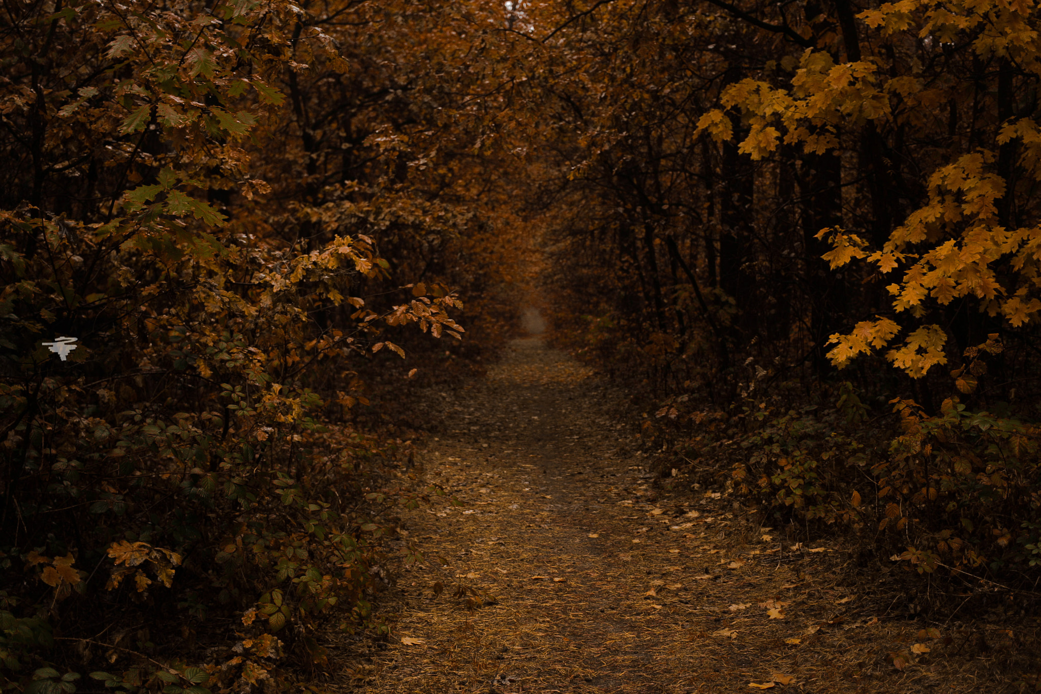 Canon EOS-1D Mark II sample photo. Ht6e0040-3.jpg photography
