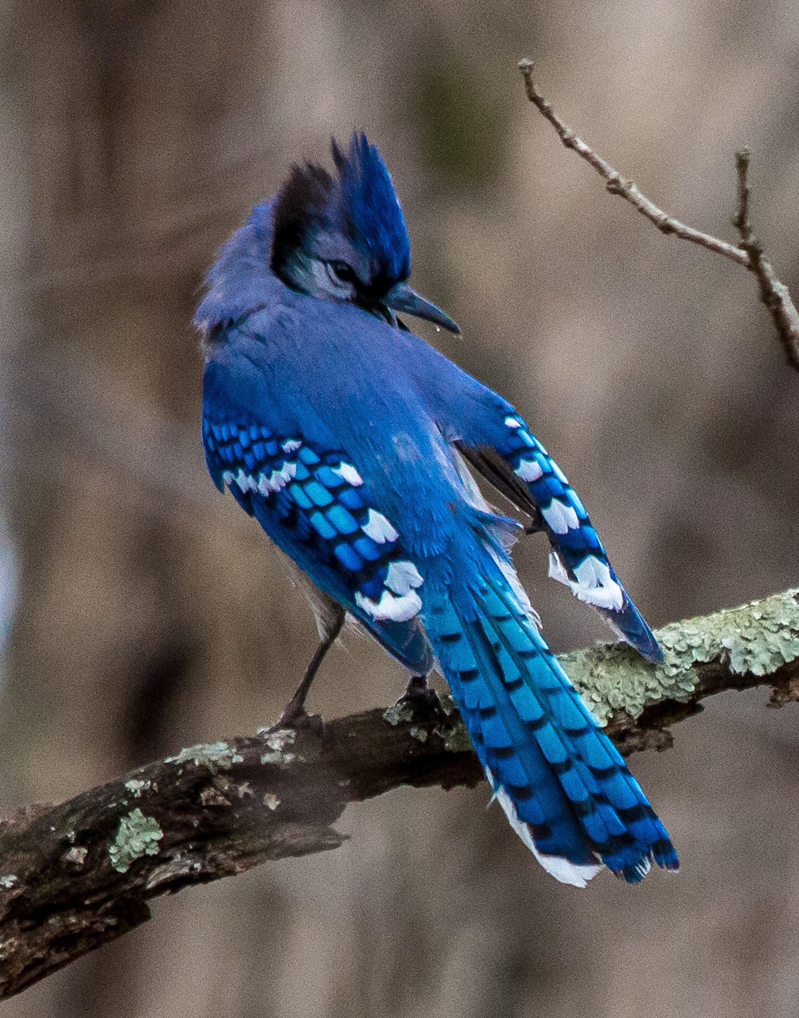 Canon EOS 100D (EOS Rebel SL1 / EOS Kiss X7) sample photo. Blue jay in winter photography