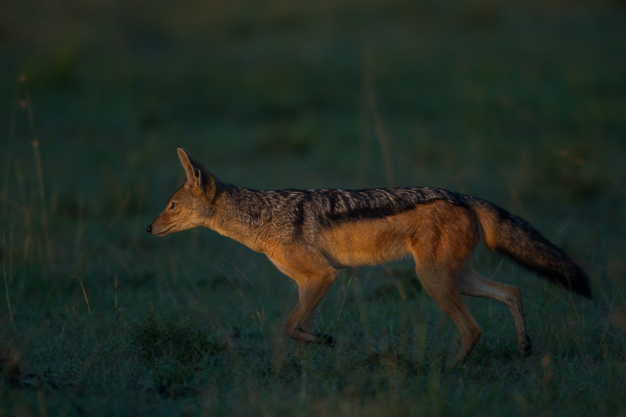 Canon EF 600mm F4L IS USM sample photo. Jackal at first light photography