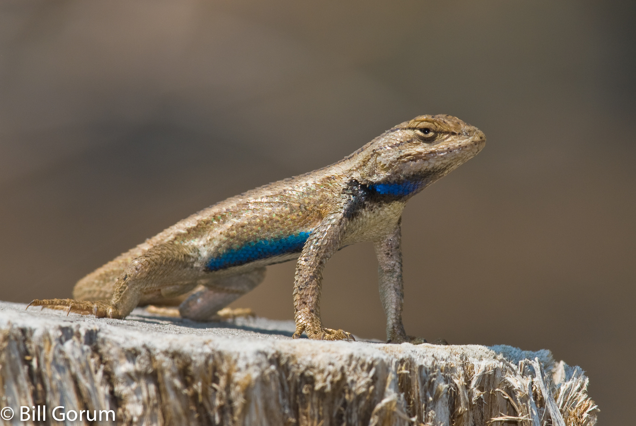 Nikon D200 + Nikon AF-S Nikkor 300mm F4D ED-IF sample photo. Southwestern fence lizard, (sceloporus cowlesi). photography