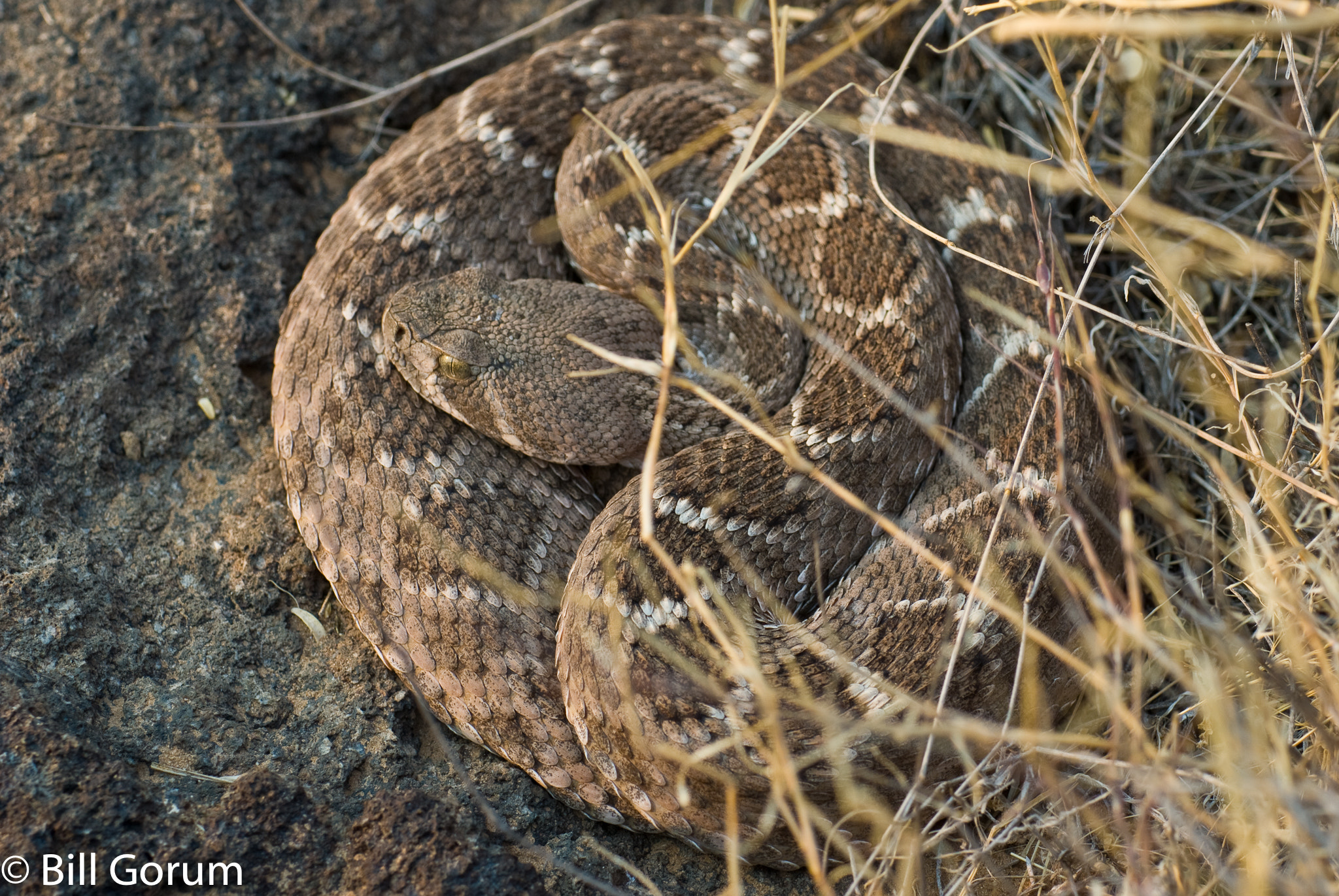 Nikon D200 sample photo. Western diamond-backed rattlesnake in ambush coil. photography