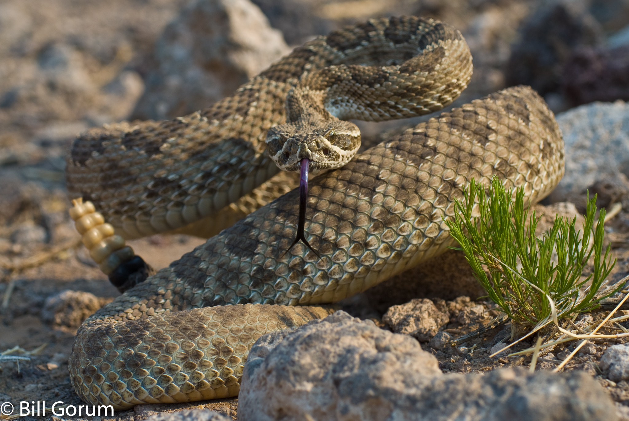 Nikon D200 sample photo. Prairie rattlesnake, (crotalus viridis). photography