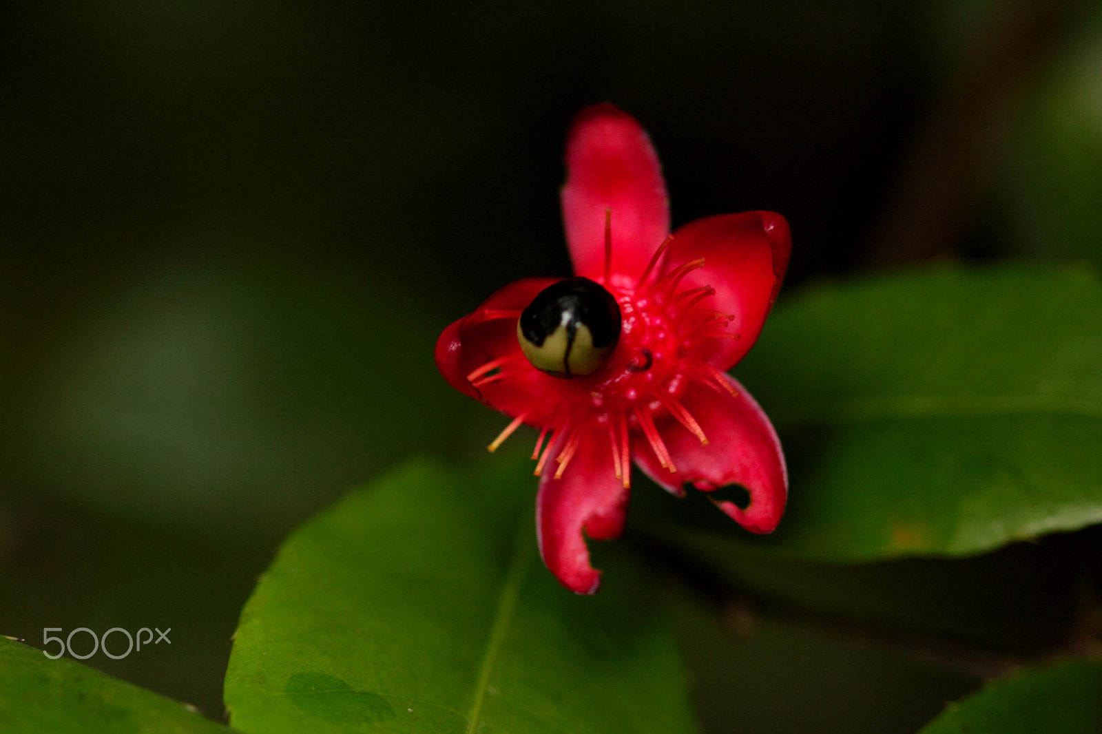 Canon EOS 550D (EOS Rebel T2i / EOS Kiss X4) + Canon EF 100mm F2.8 Macro USM sample photo. Small wonder photography