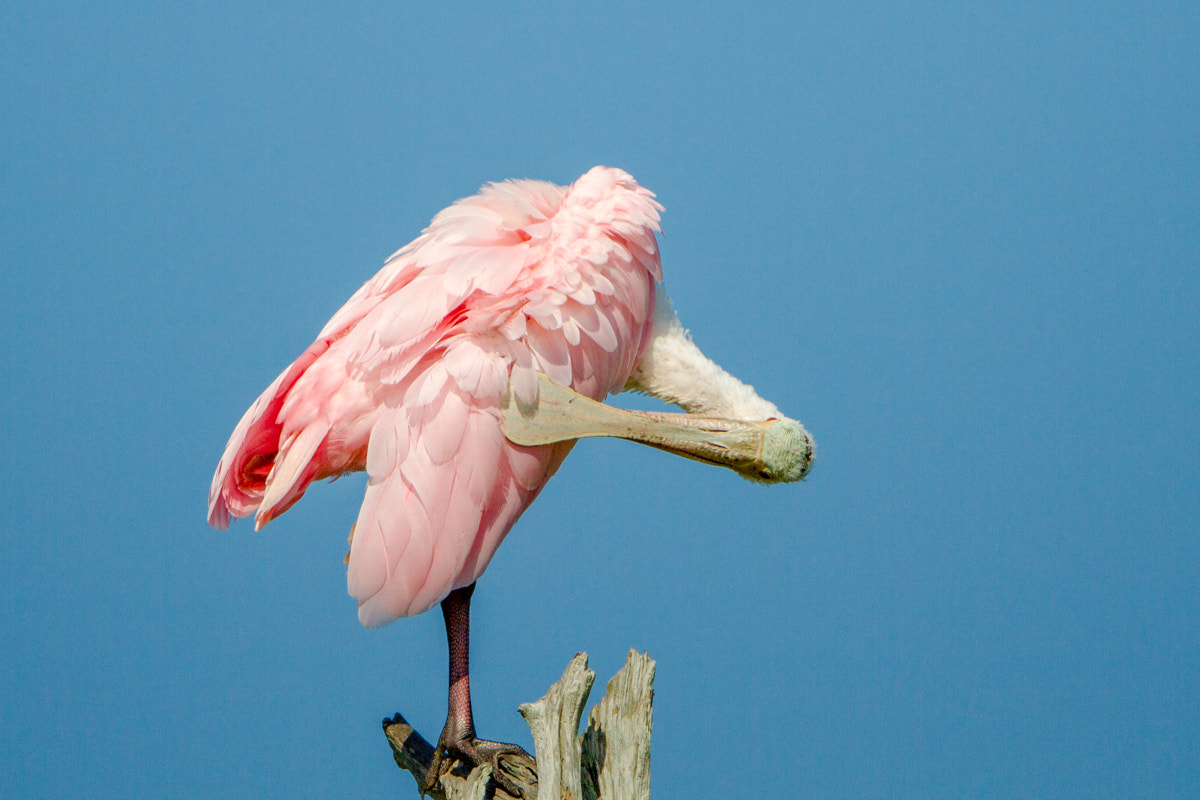 Canon EF 200-400mm F4L IS USM Extender 1.4x sample photo. Roseate spoonbill photography