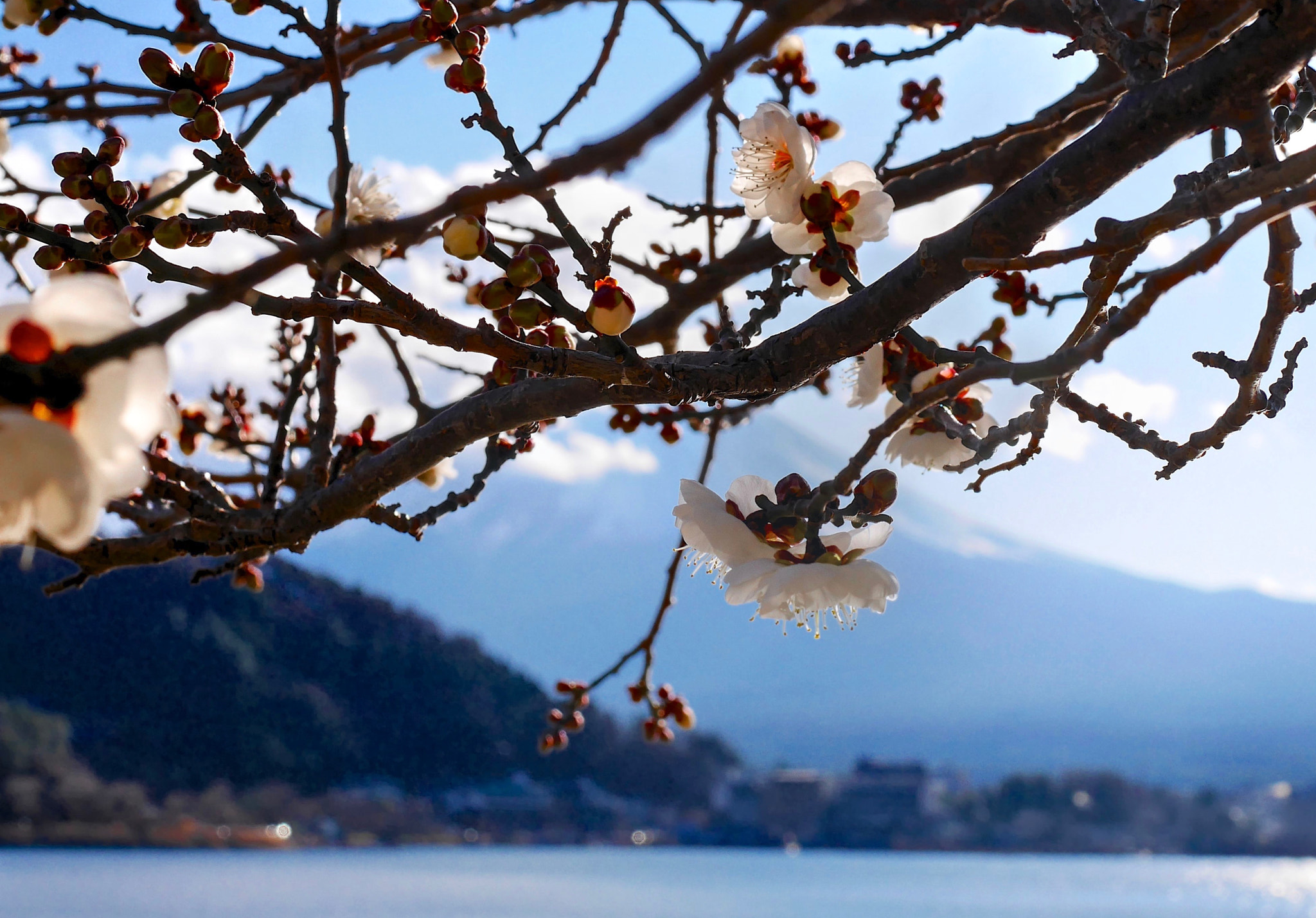 Panasonic Lumix G Macro 30mm F2.8 ASPH Mega OIS sample photo. A new beginning photography