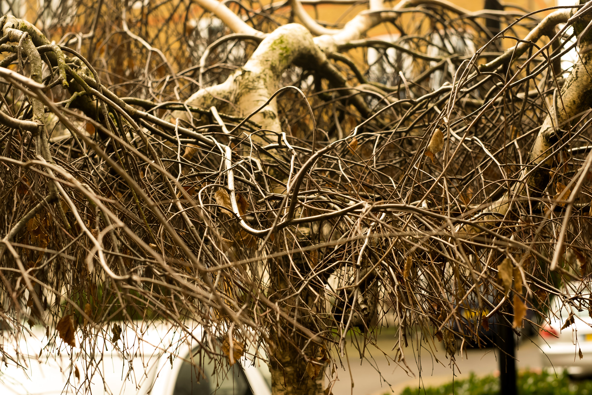 Nikon D5300 + Sigma 50mm F1.4 DG HSM Art sample photo. A tree in inner city london housing courtyard photography