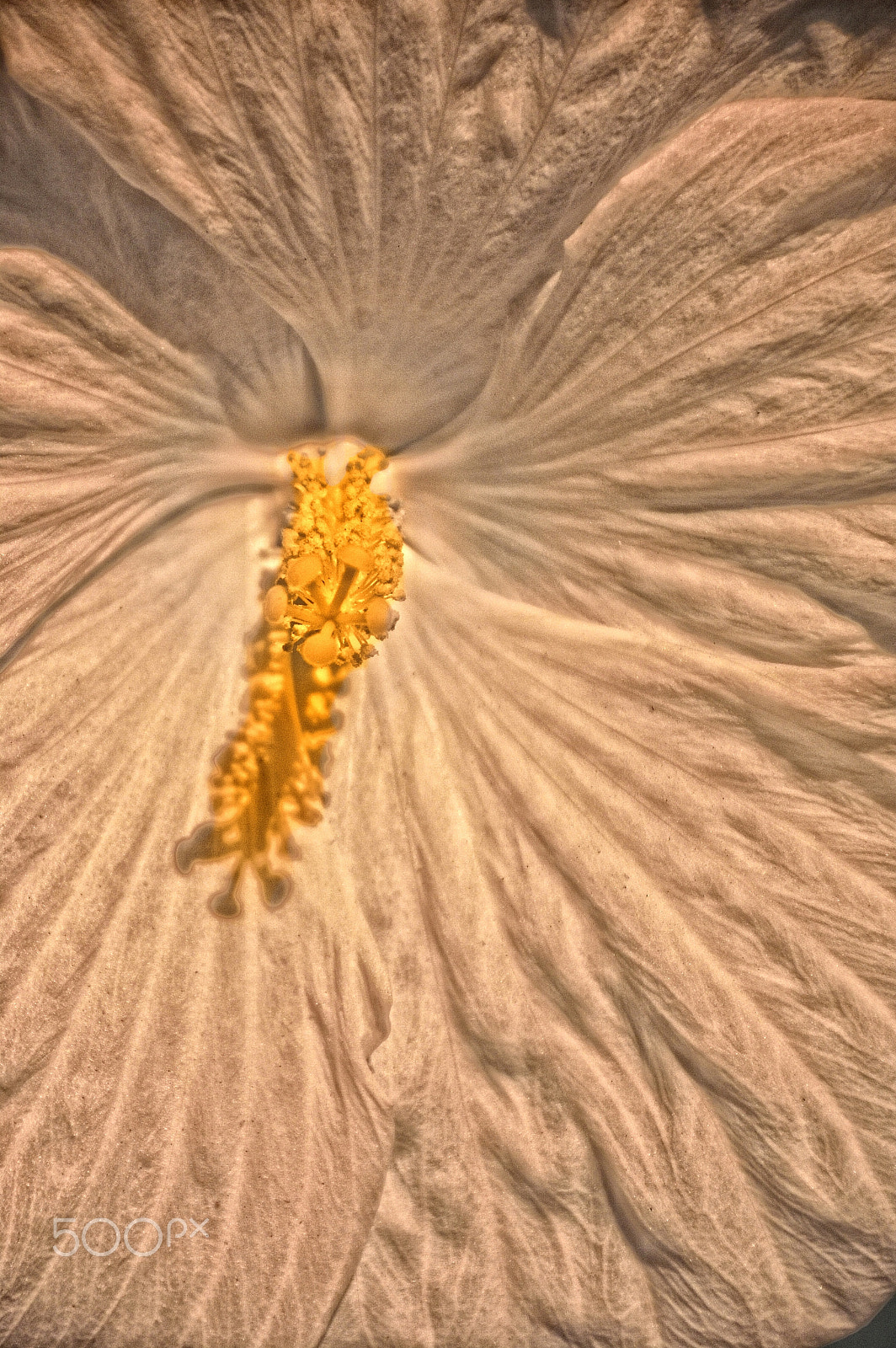 Nikon D70s sample photo. Hibiscus macro, ir photography