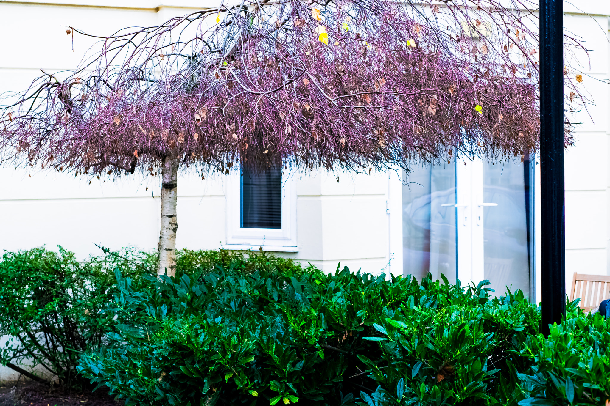 Nikon D5300 + Sigma 50mm F1.4 DG HSM Art sample photo. A tree in inner city london housing courtyard photography