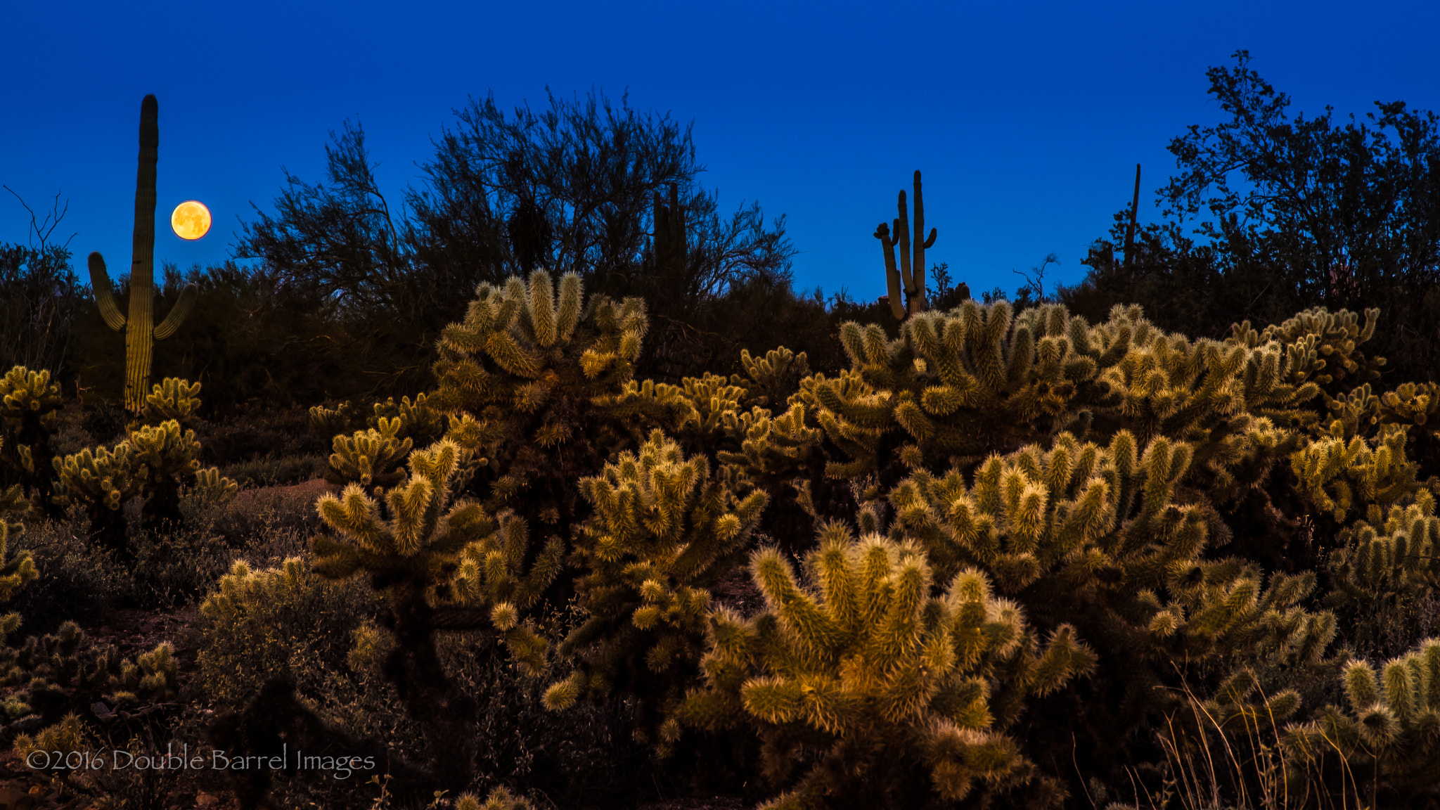Nikon D4 + Sigma 85mm F1.4 EX DG HSM sample photo. Desert moon photography