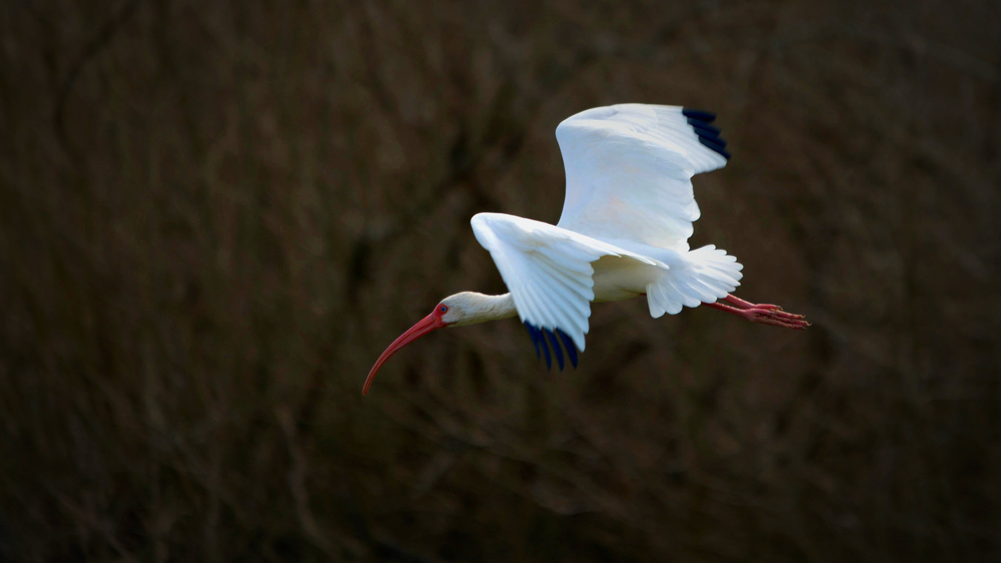Sigma 70-200mm F2.8 EX DG OS HSM sample photo. Flying bird photography