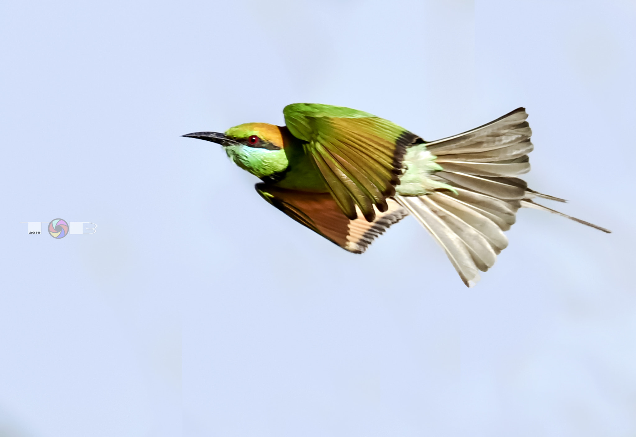Nikon AF-S Nikkor 600mm F4D ED-IF II sample photo. Bee-eater flying photography