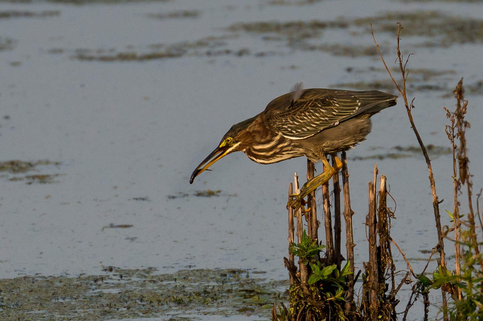 Canon EF 100-400mm F4.5-5.6L IS II USM sample photo. Green heron ..... photography