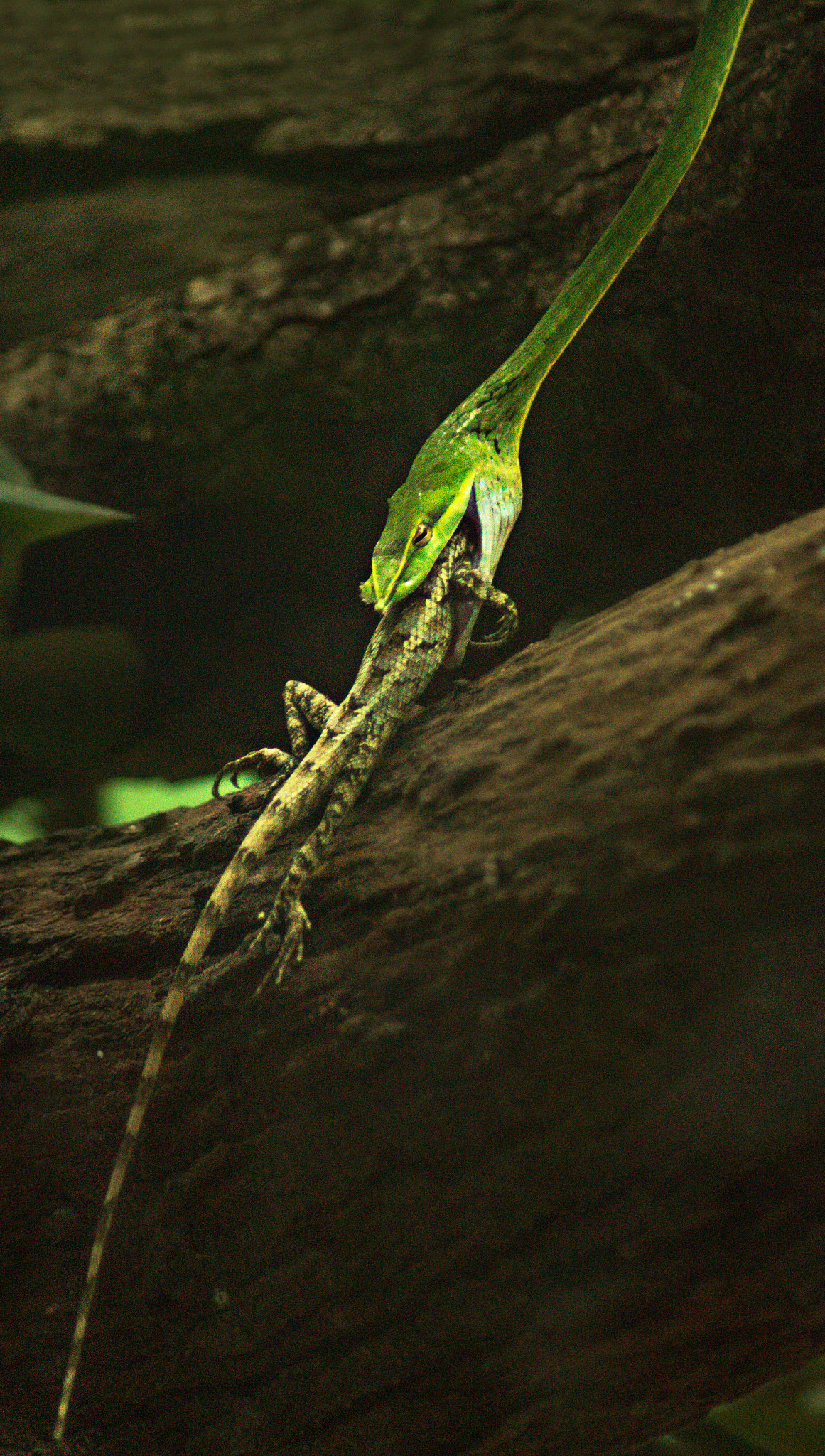 Minolta AF 70-210mm F4.5-5.6 [II] sample photo. Snake bite photography